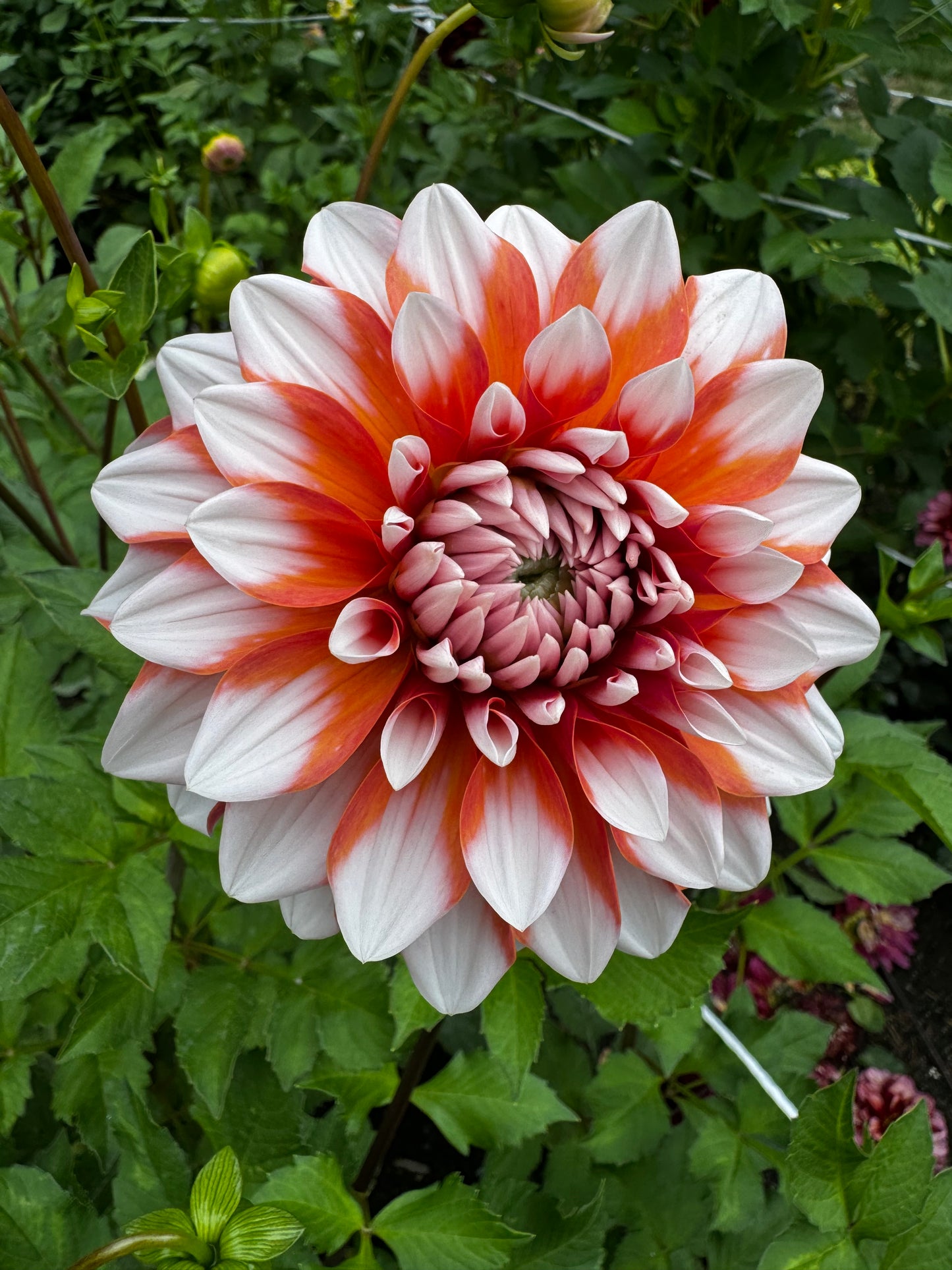 A La Mode Dahlia Tuber