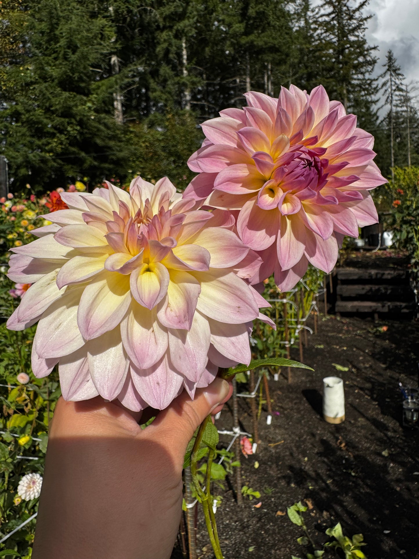 RM Rainier Dahlia Tuber Limit 1
