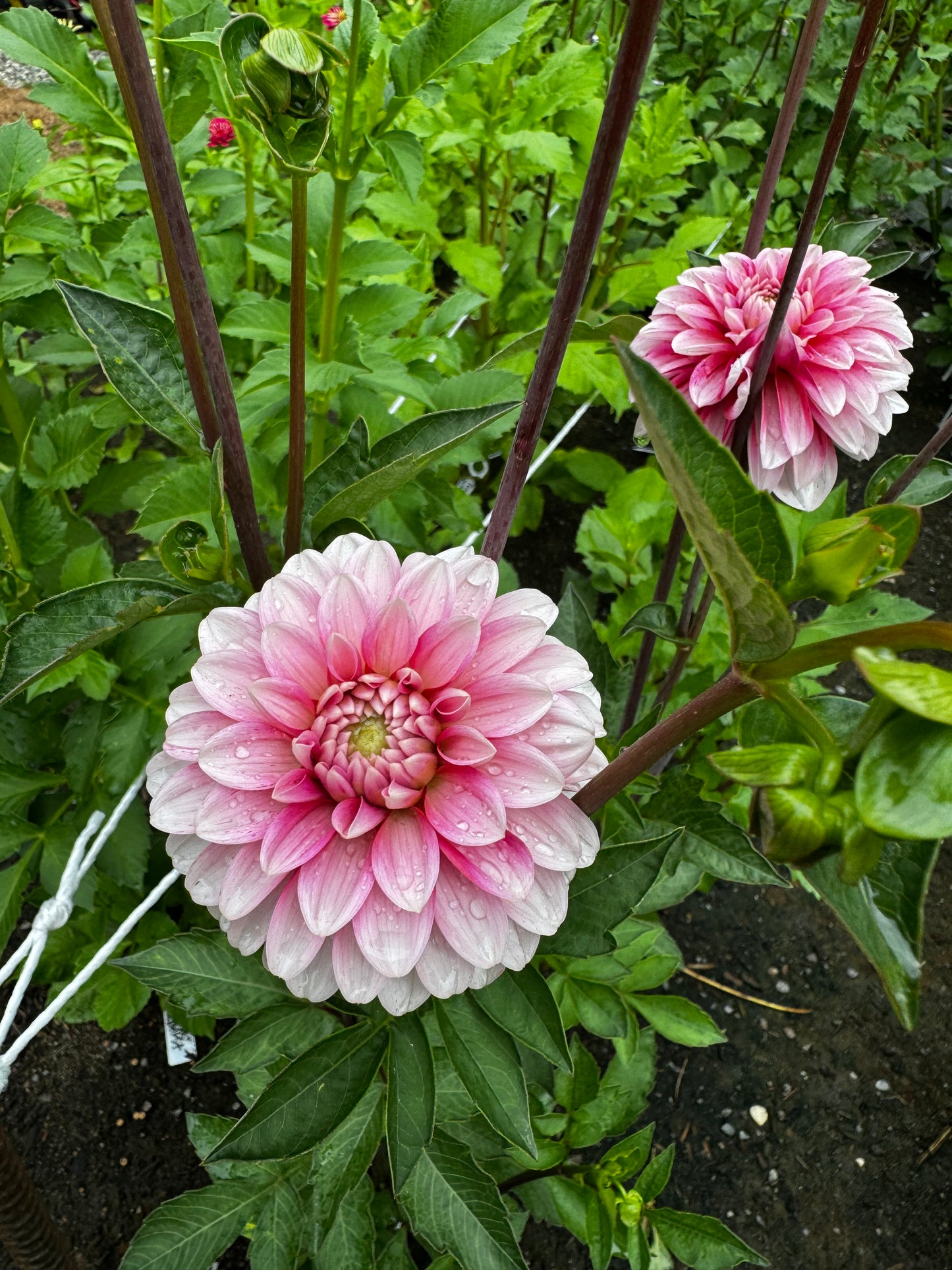 Strawberry Cream Dahlia Tuber