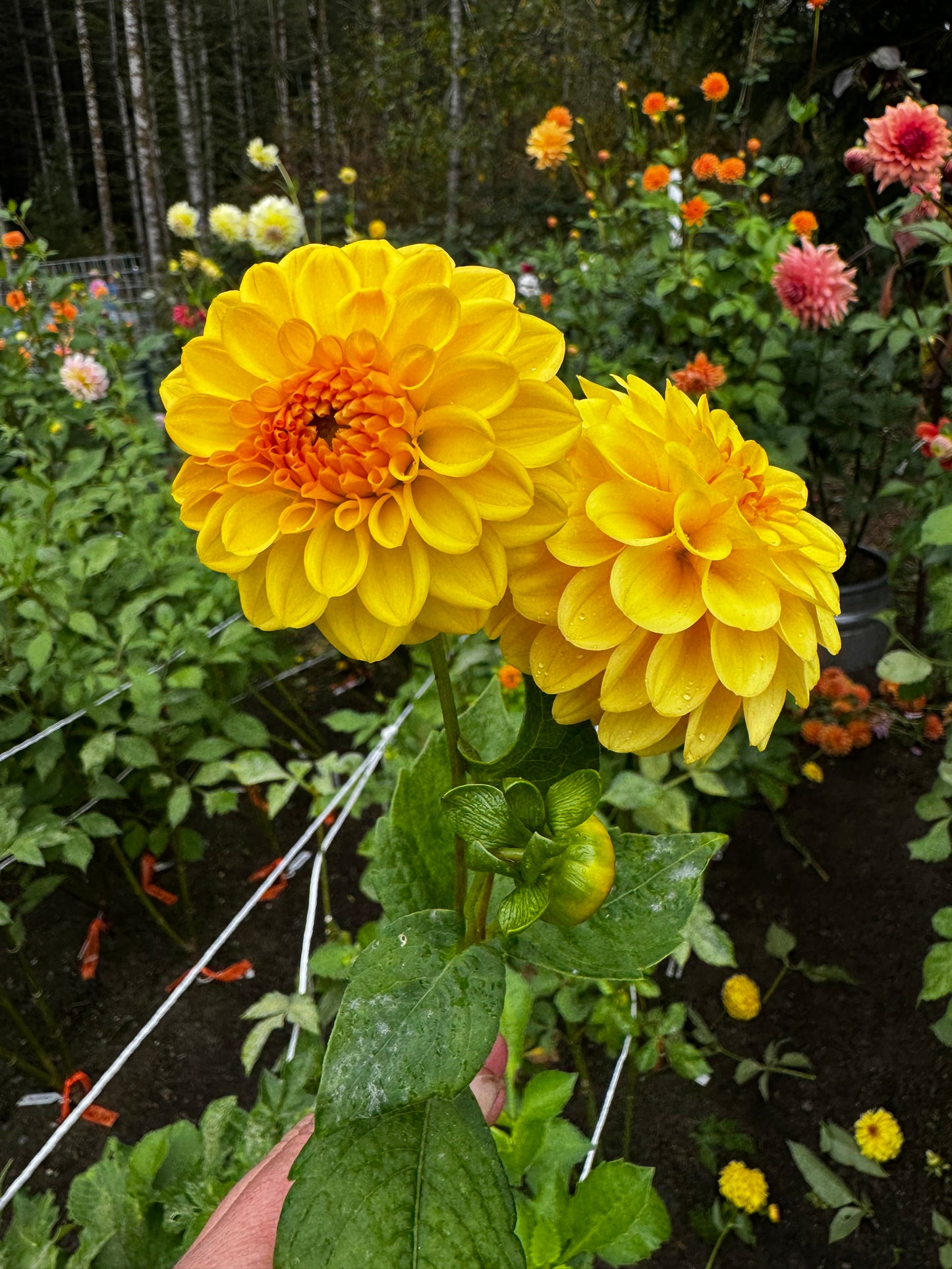 Golden Scepter Dahlia Tuber