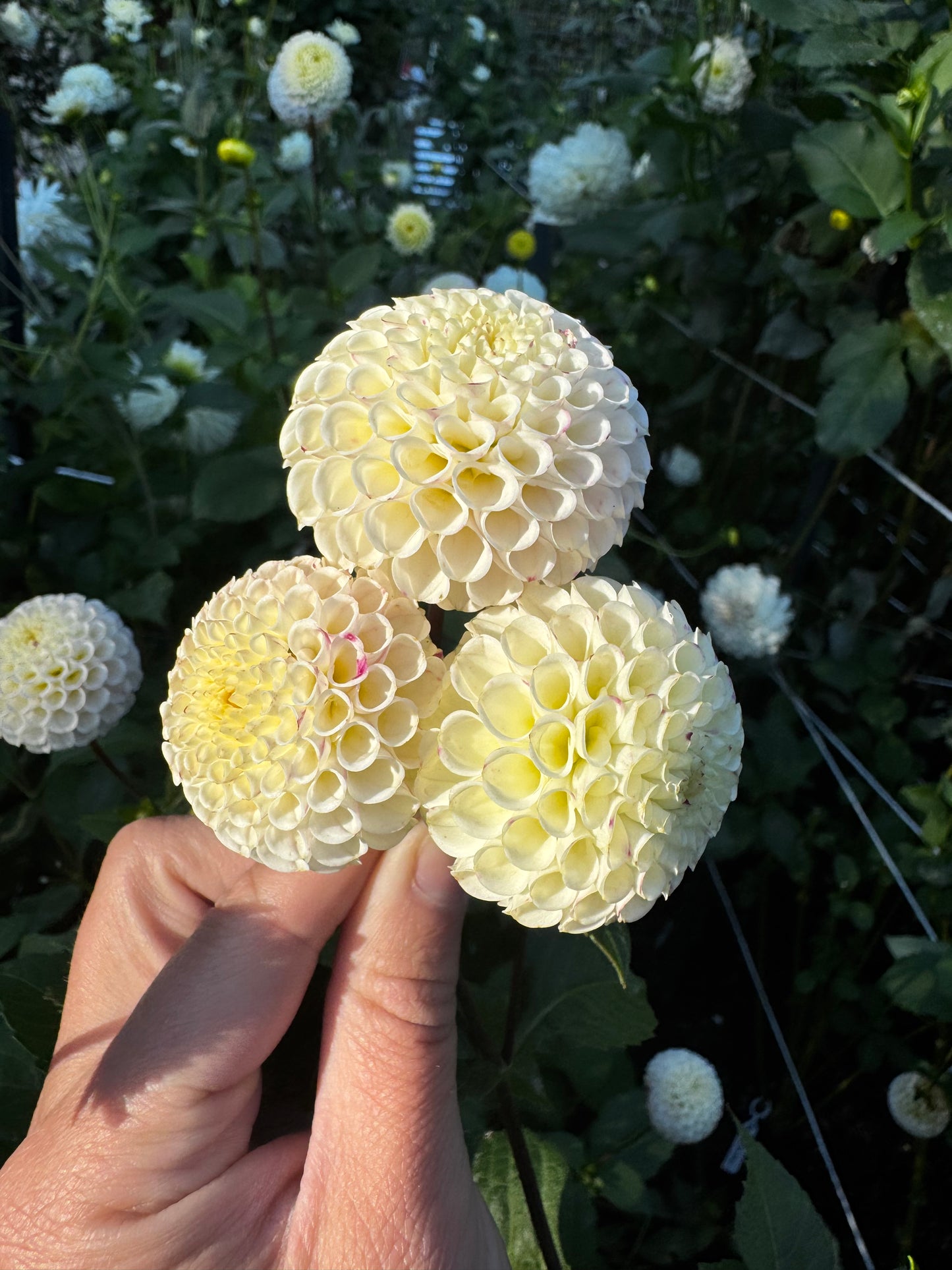 Small World Dahlia Tuber