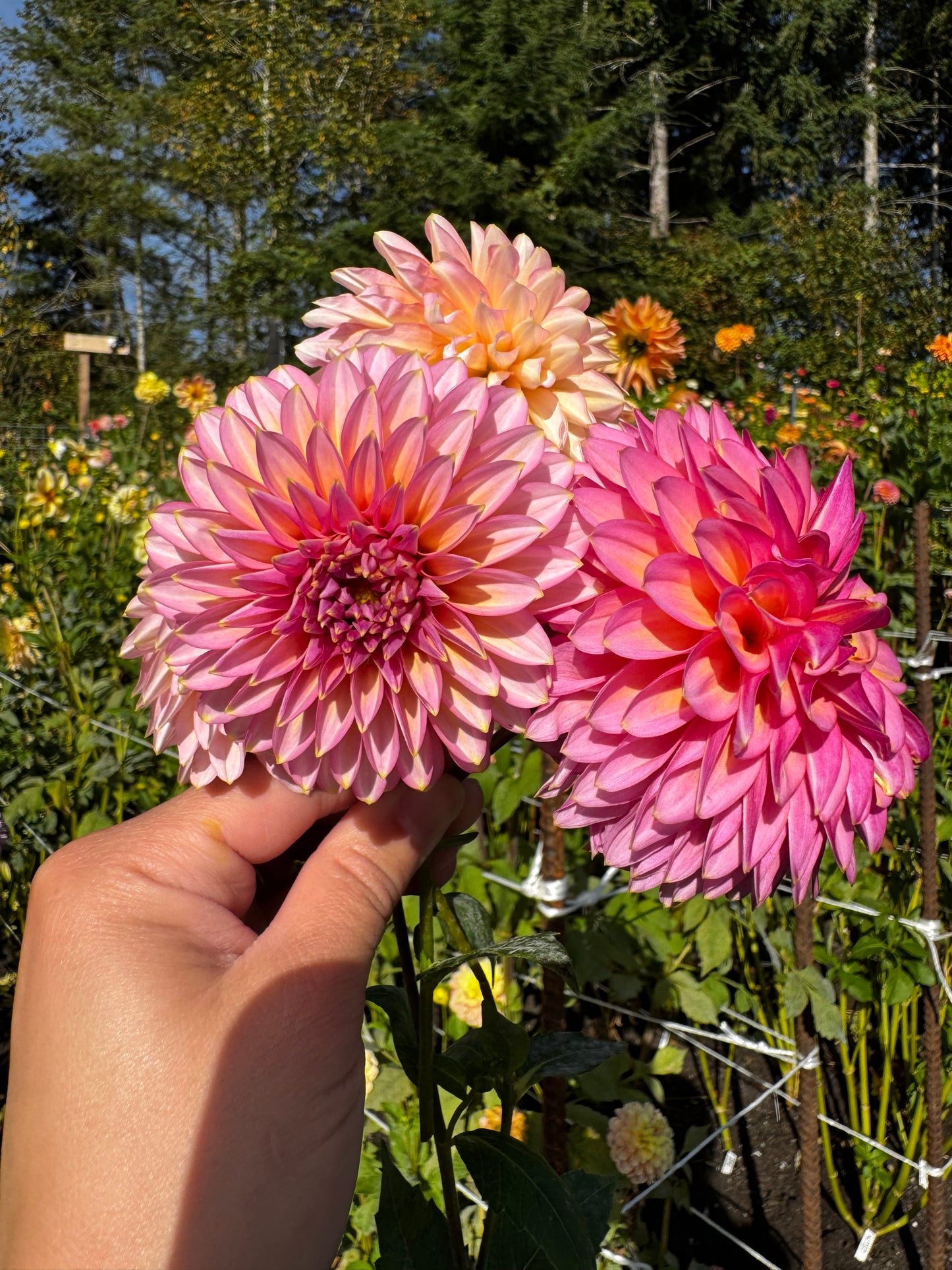 Bloomquist Mojo Dahlia Tuber