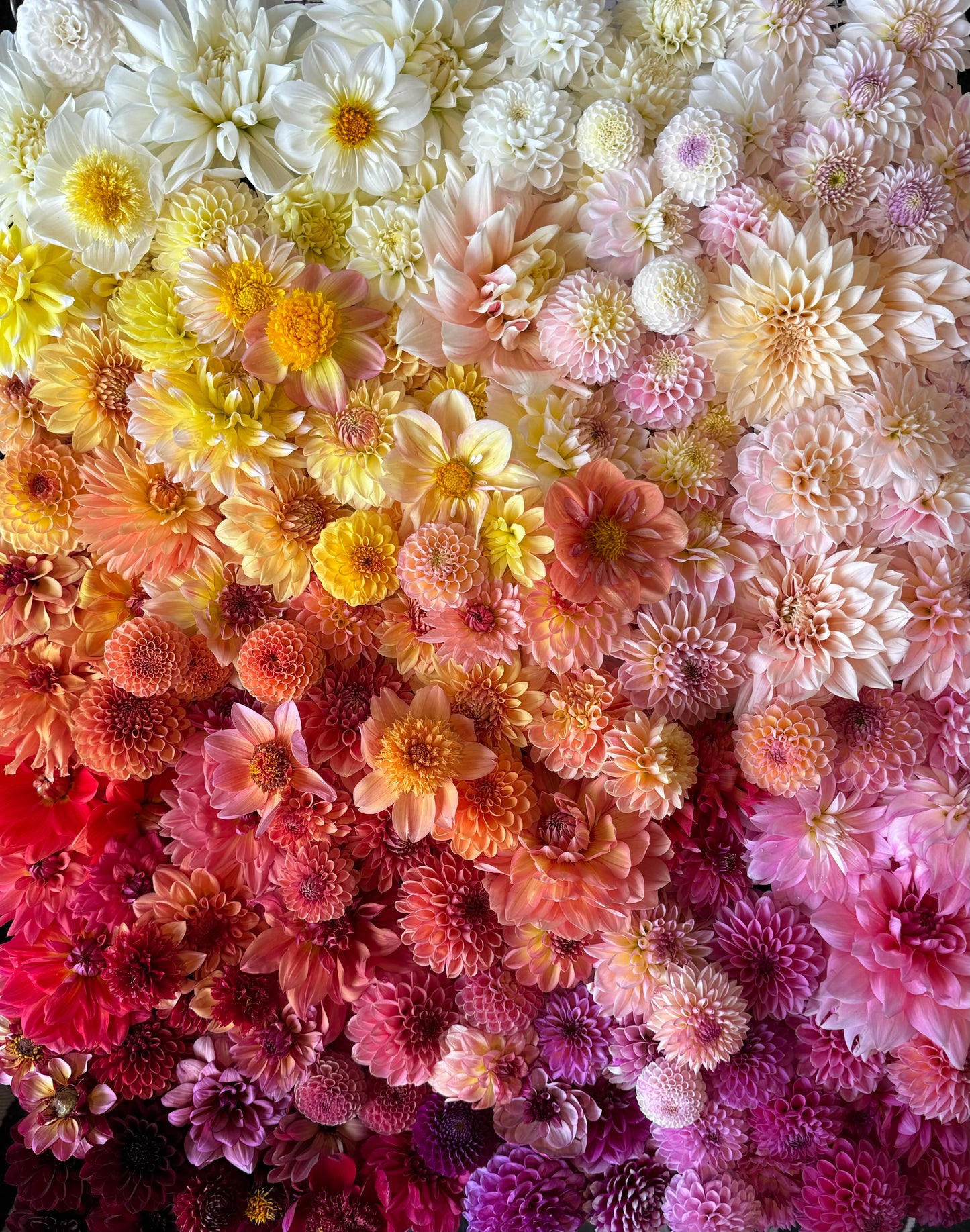 Mystery Dahlia Tuber