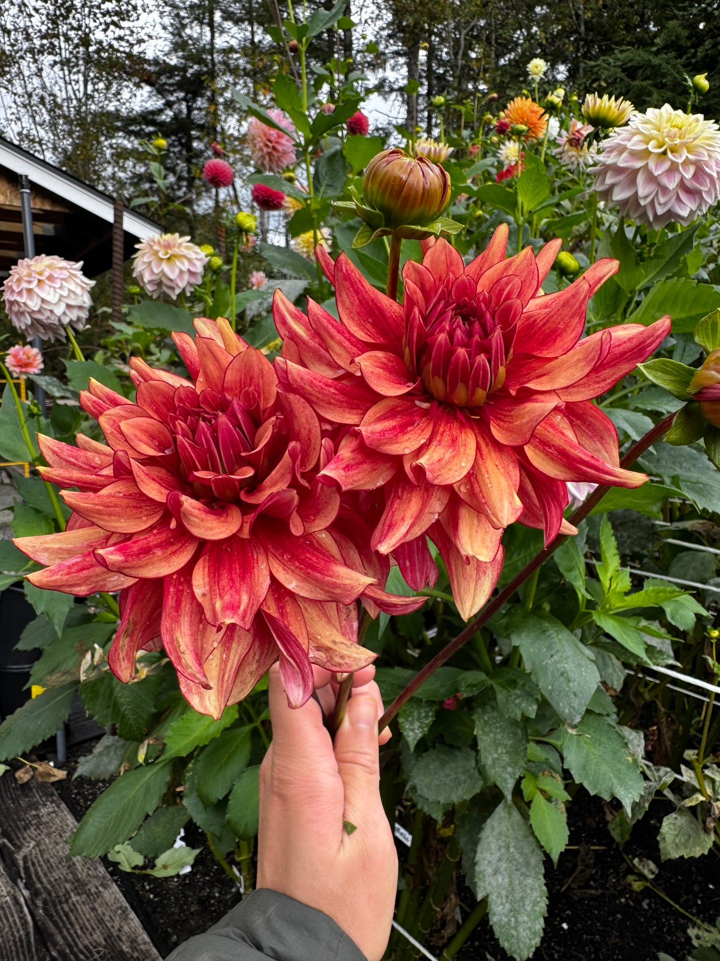 N-Force Dahlia Tuber