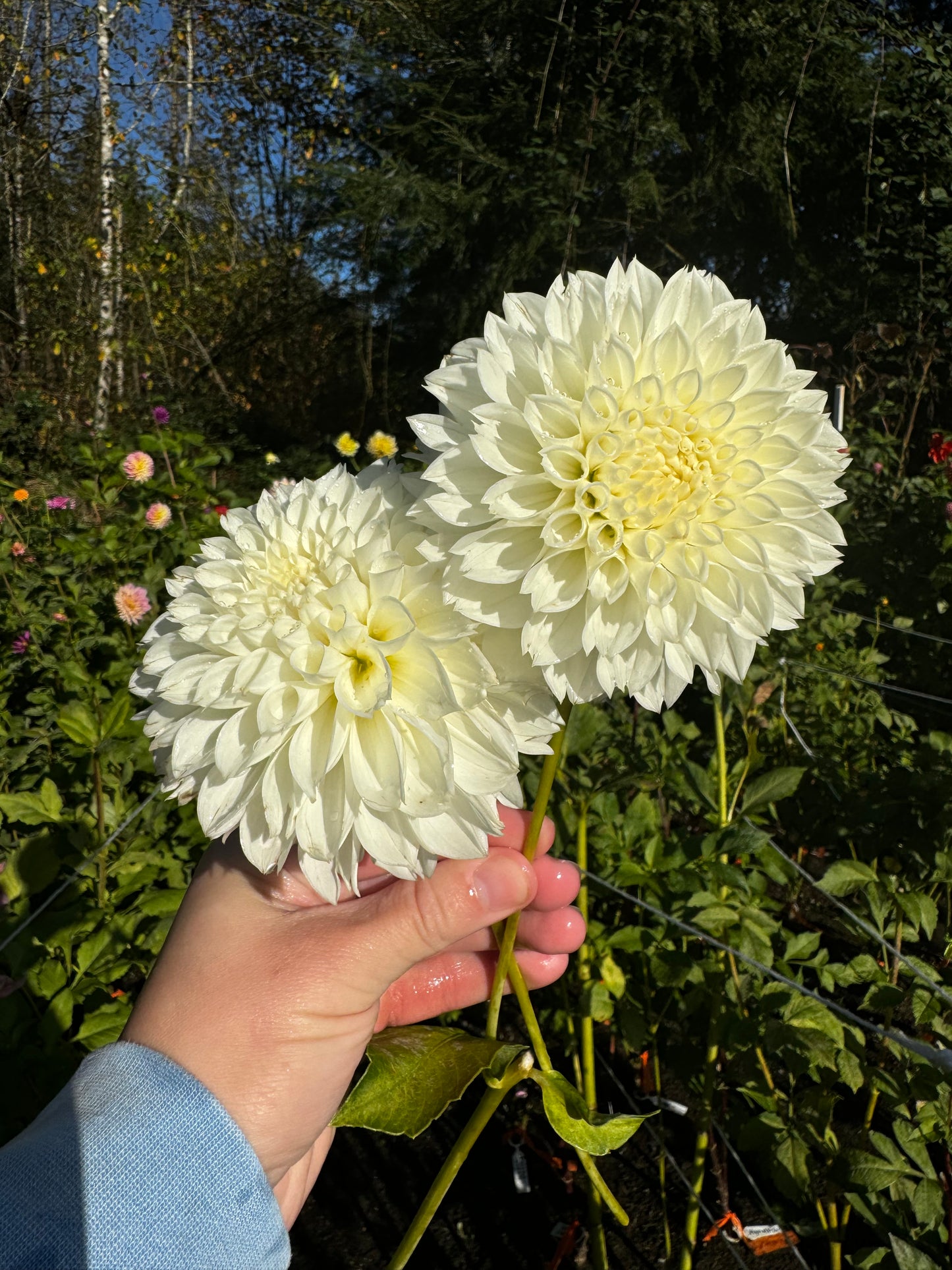 Gitts Attention Dahlia Tuber