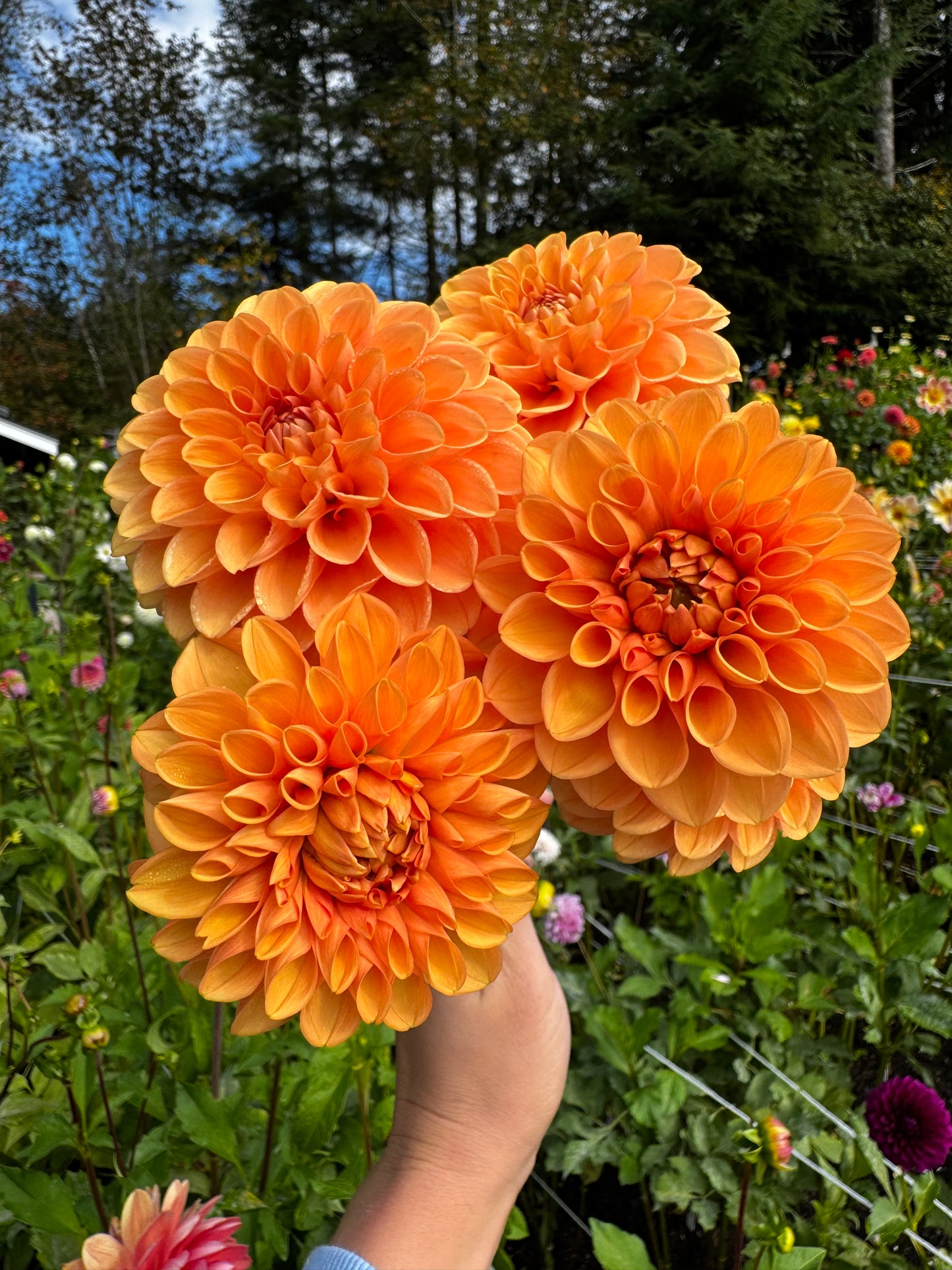 Sylvia Dahlia Tuber