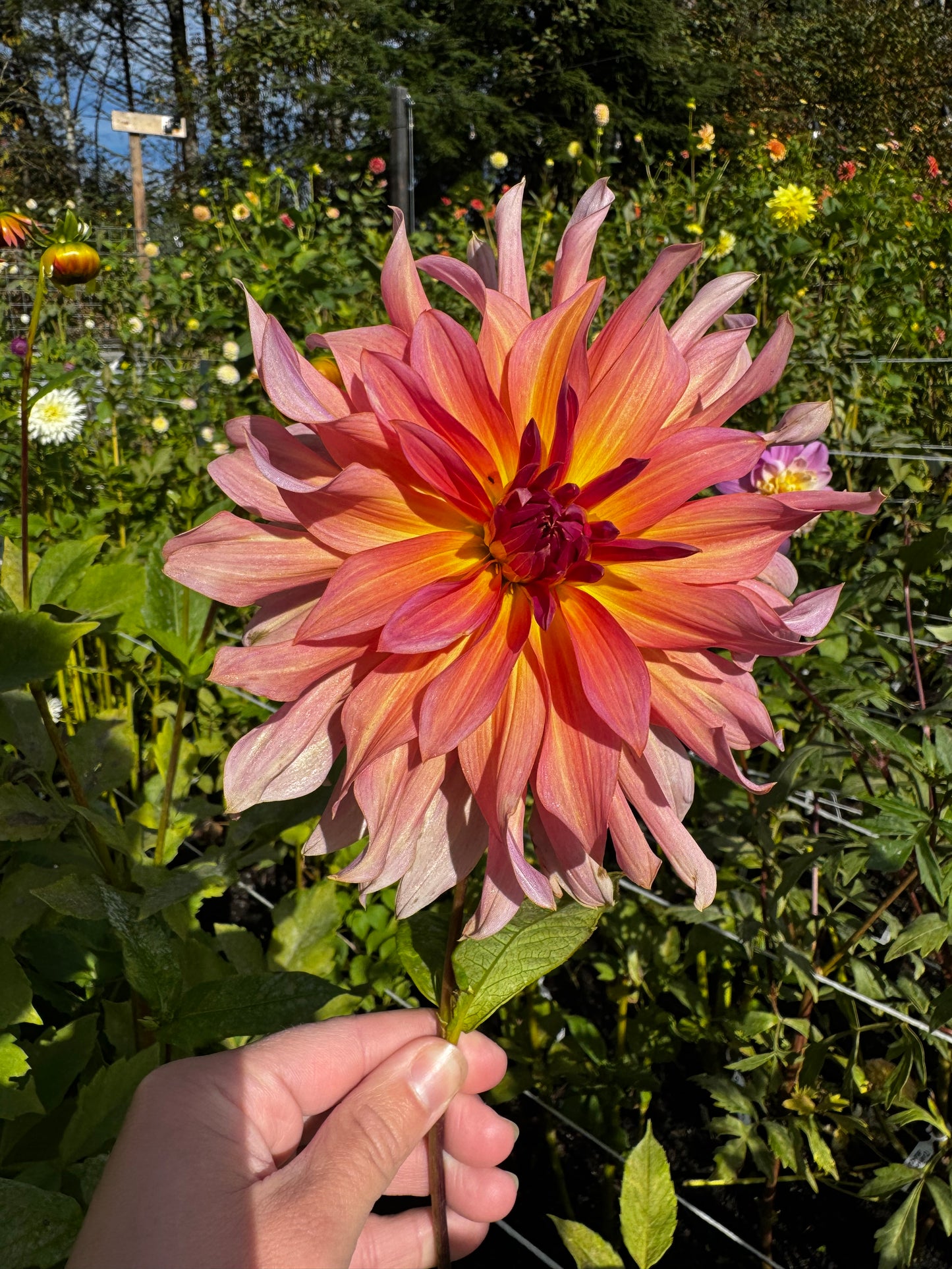 Blue Peter Dahlia Tuber
