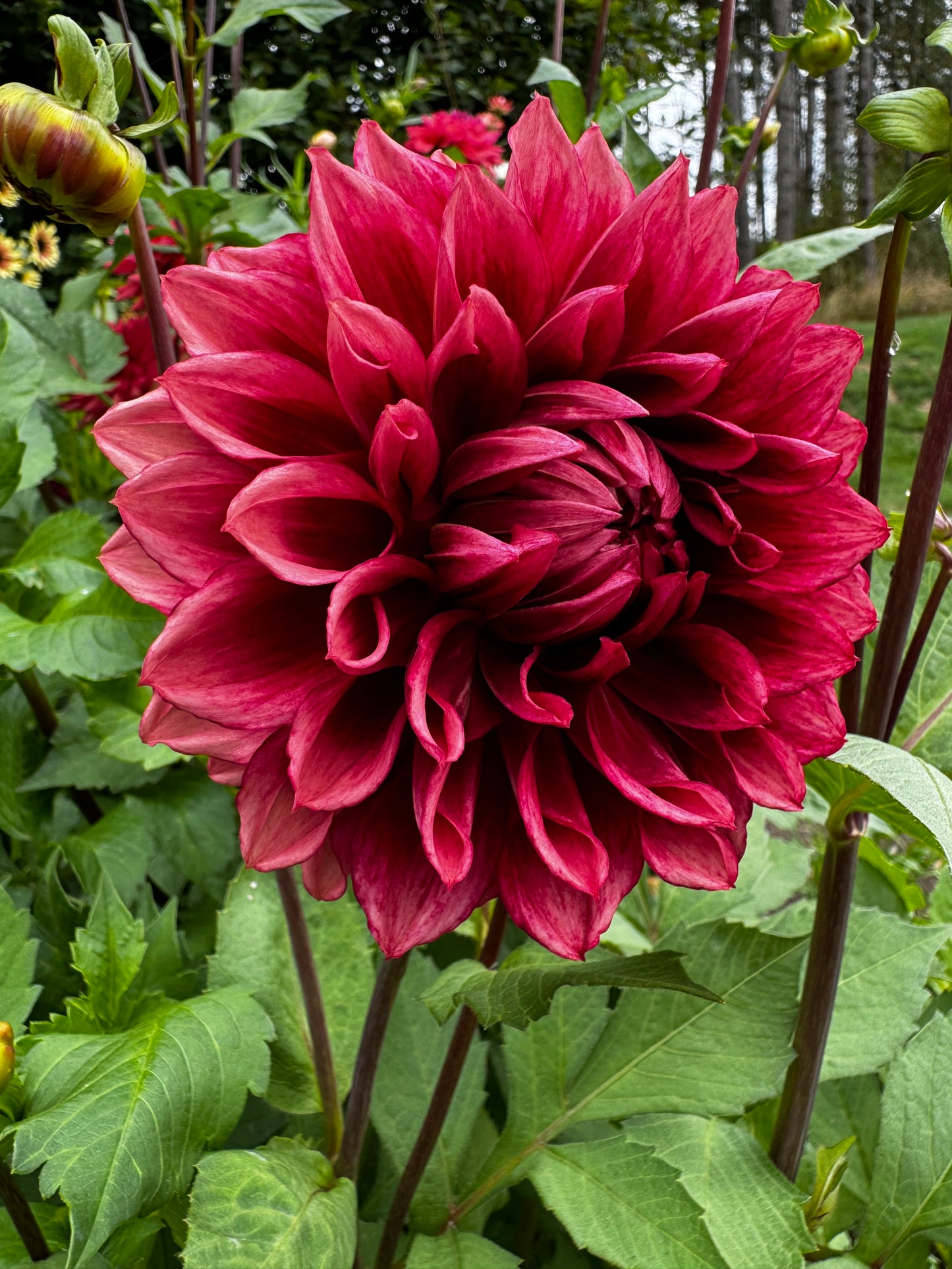 Bloomquist York Dahlia Tuber