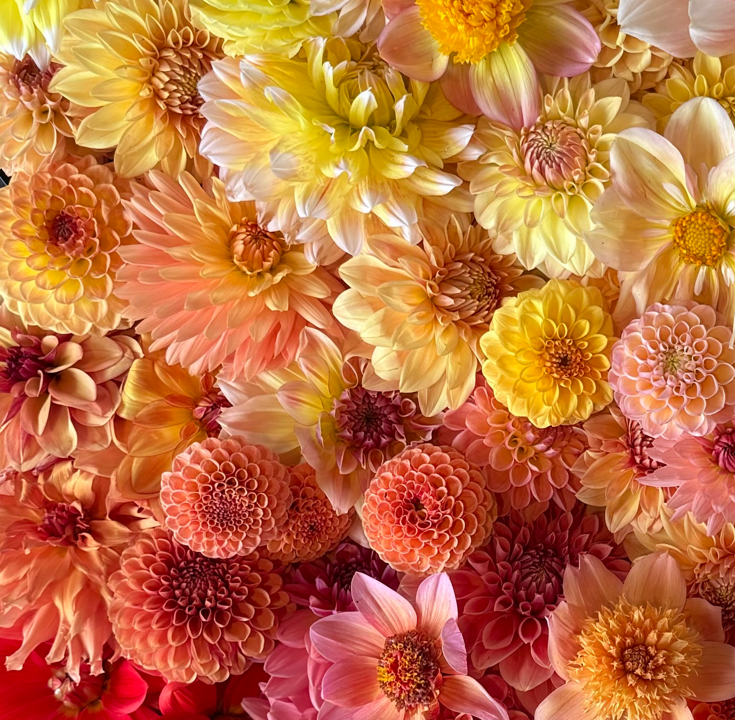 Growers Choice Orange and Yellows