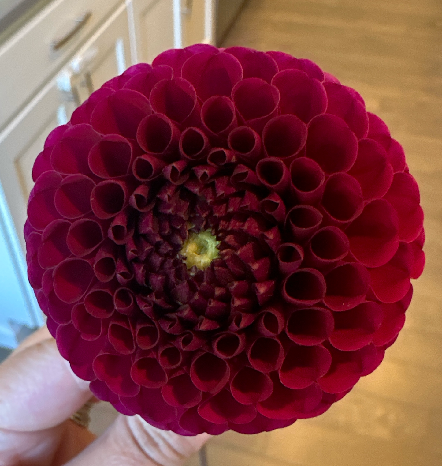 Barberry Gem Dahlia Tuber