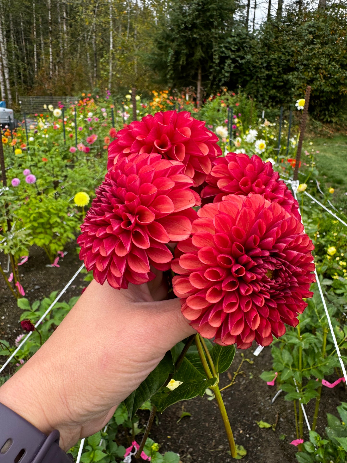 Copper Boy Dahlia Tuber