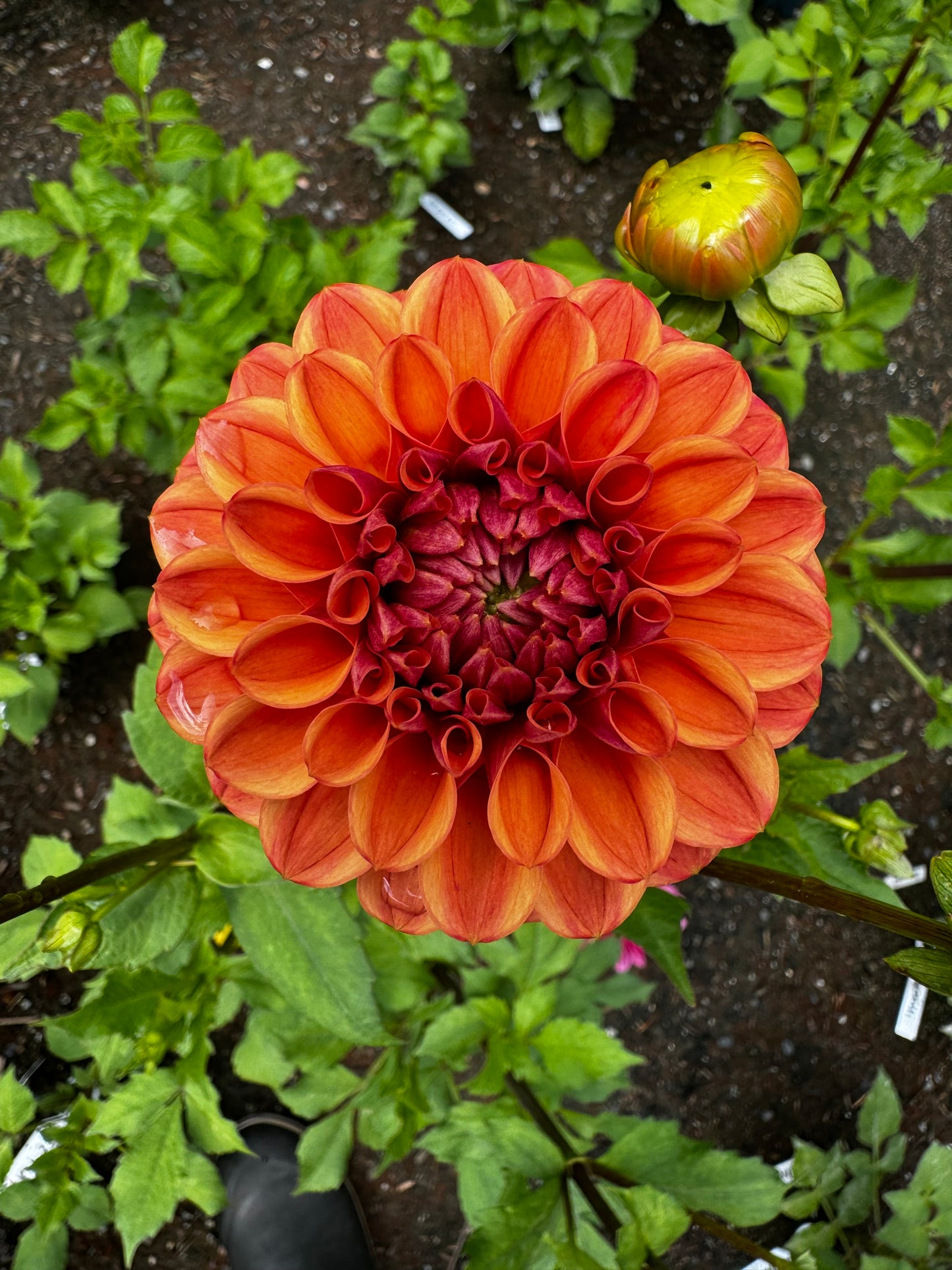 Ice tea Dahlia Tuber