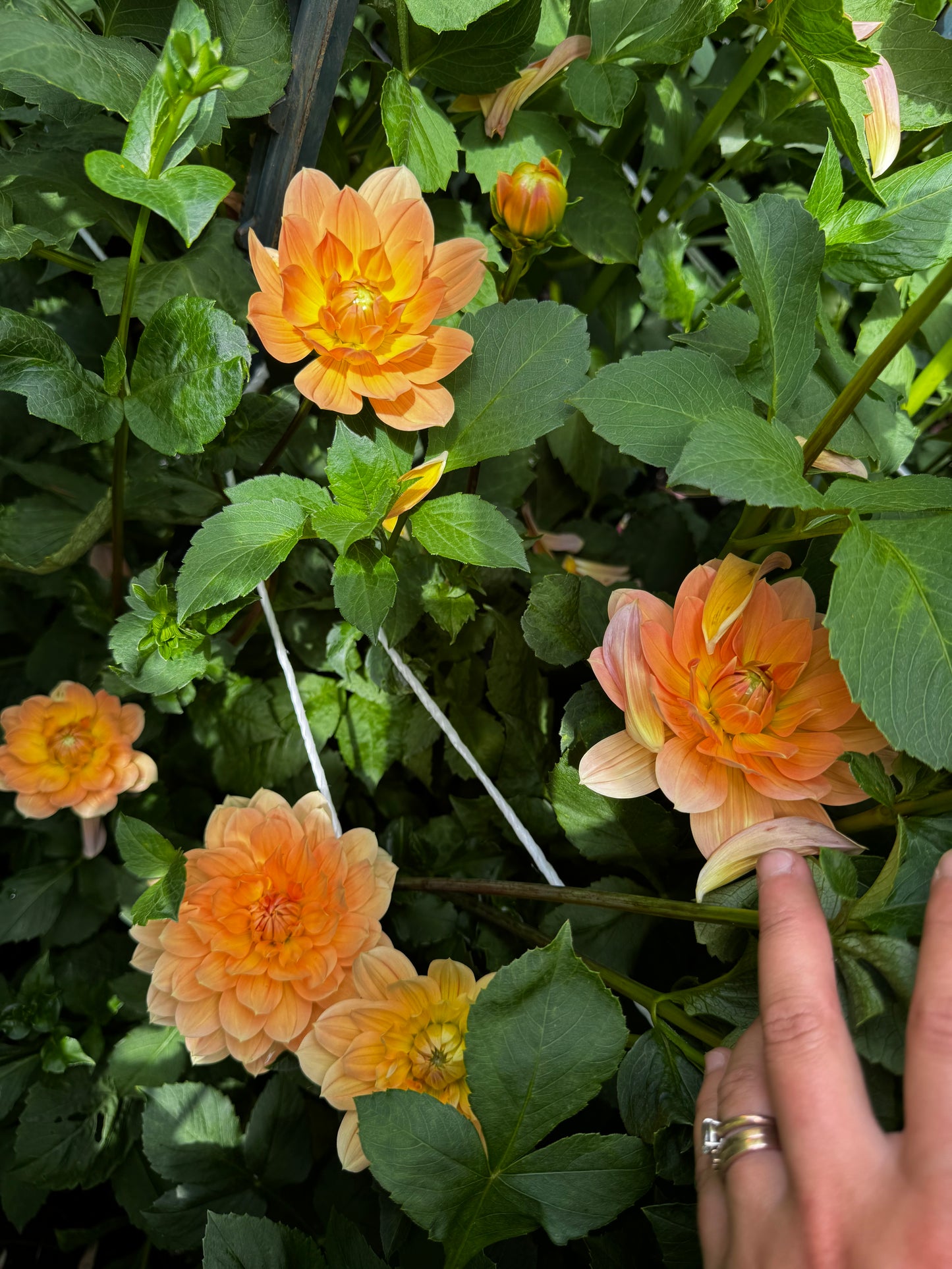 Yvonne Dahlia Tuber
