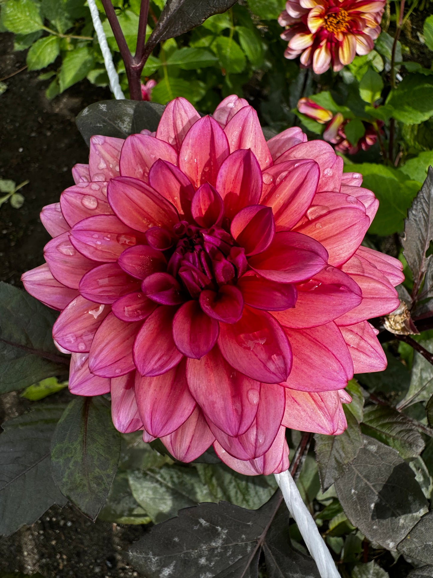 Molly Raven Dahlia Tuber Limit 1