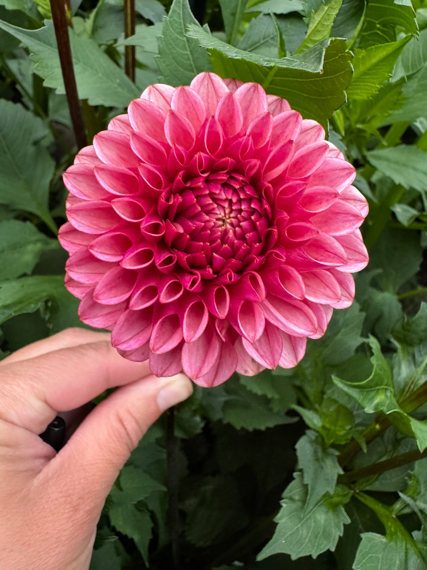 Levi’s Tomato Dahlia Tuber Limit 1