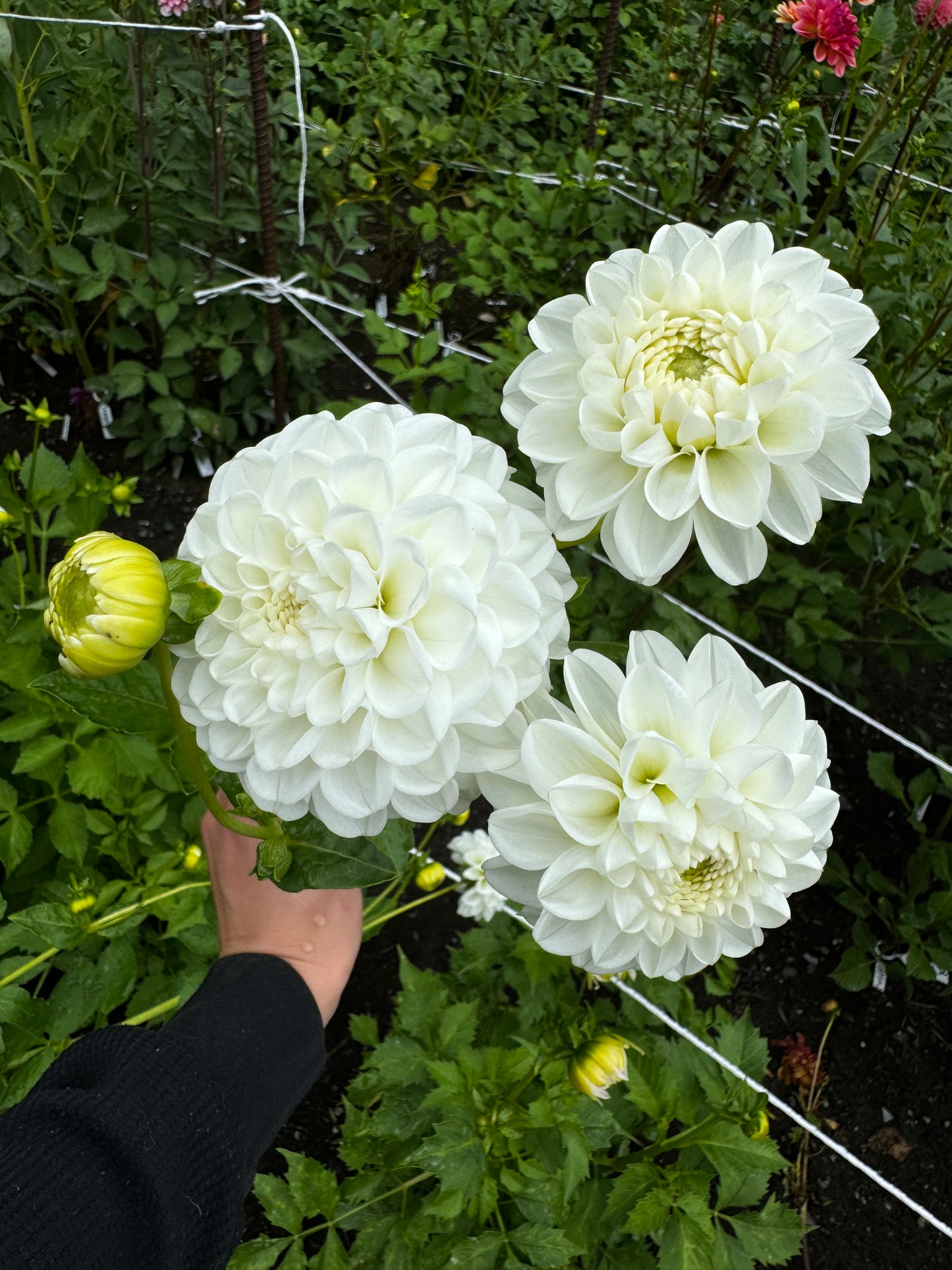 Orsett Beauty Dahlia Tuber