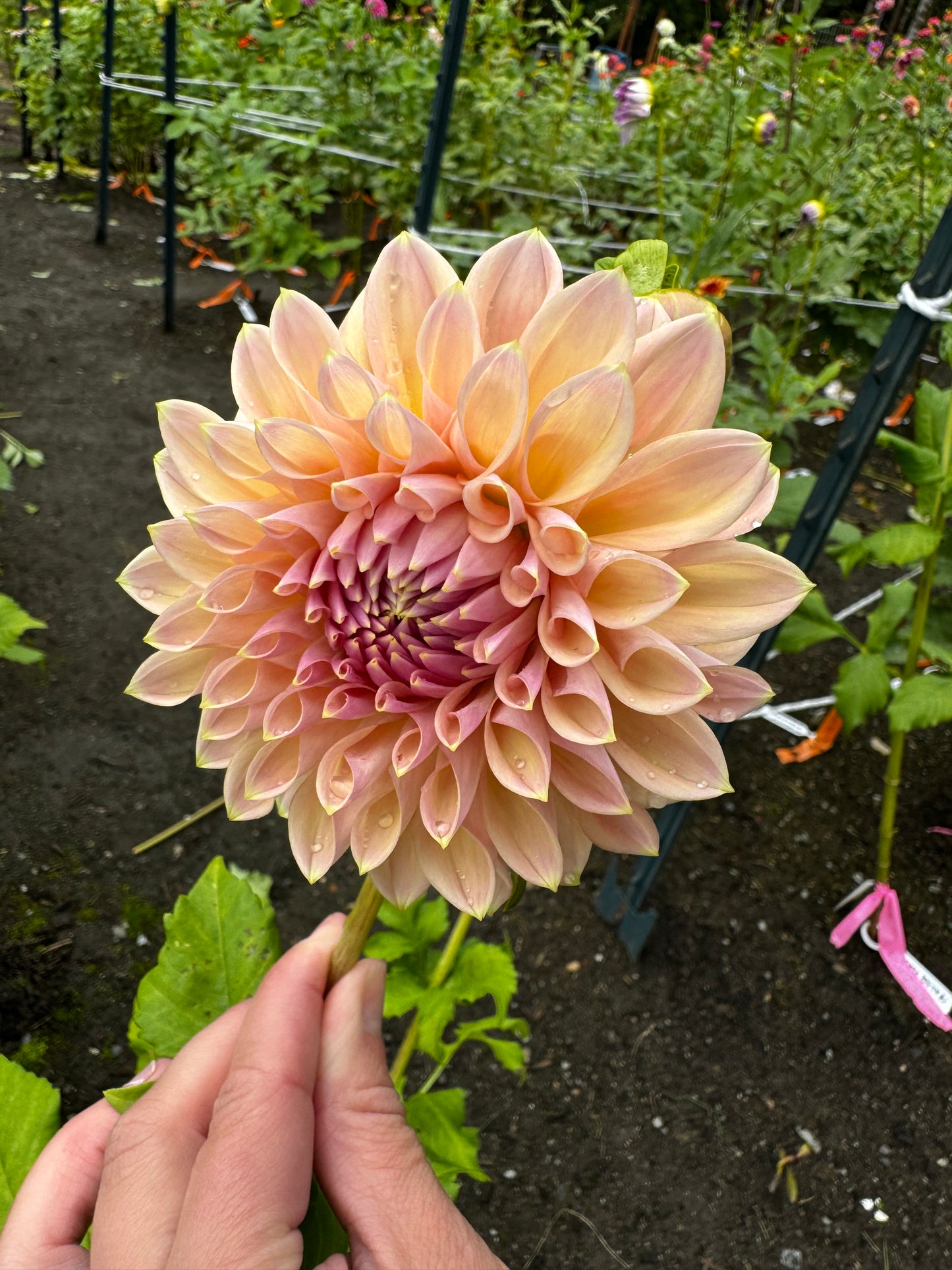 Castle Drive Dahlia Tuber