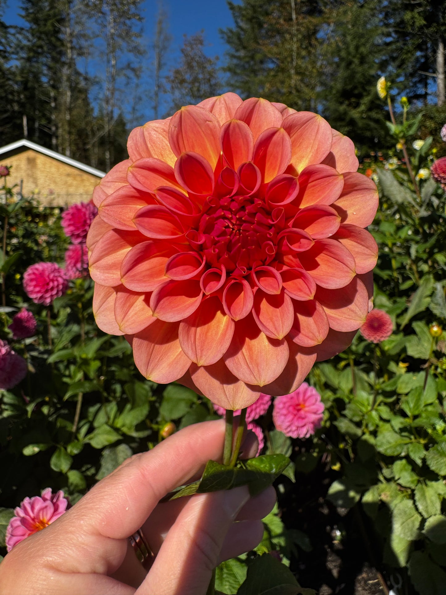 Salmon Kiss Dahlia Tuber Limit 1