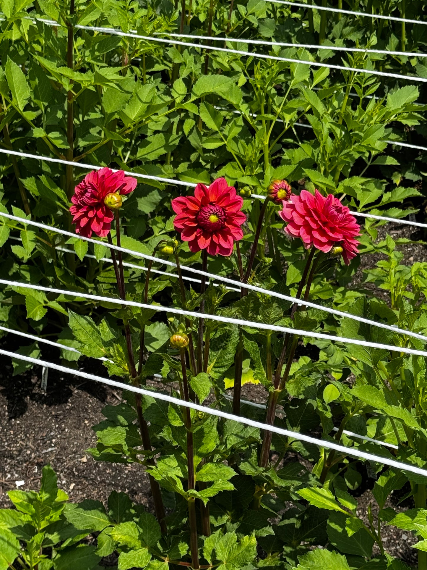 Salmon Runner Dahlia Tuber