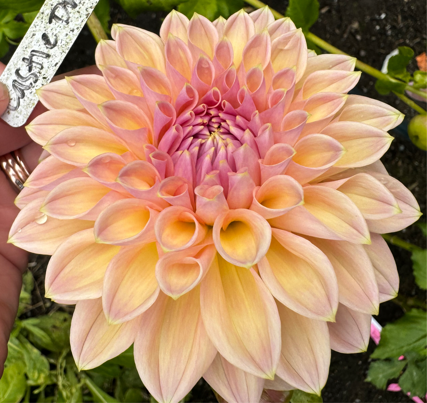 Castle Drive Dahlia Tuber