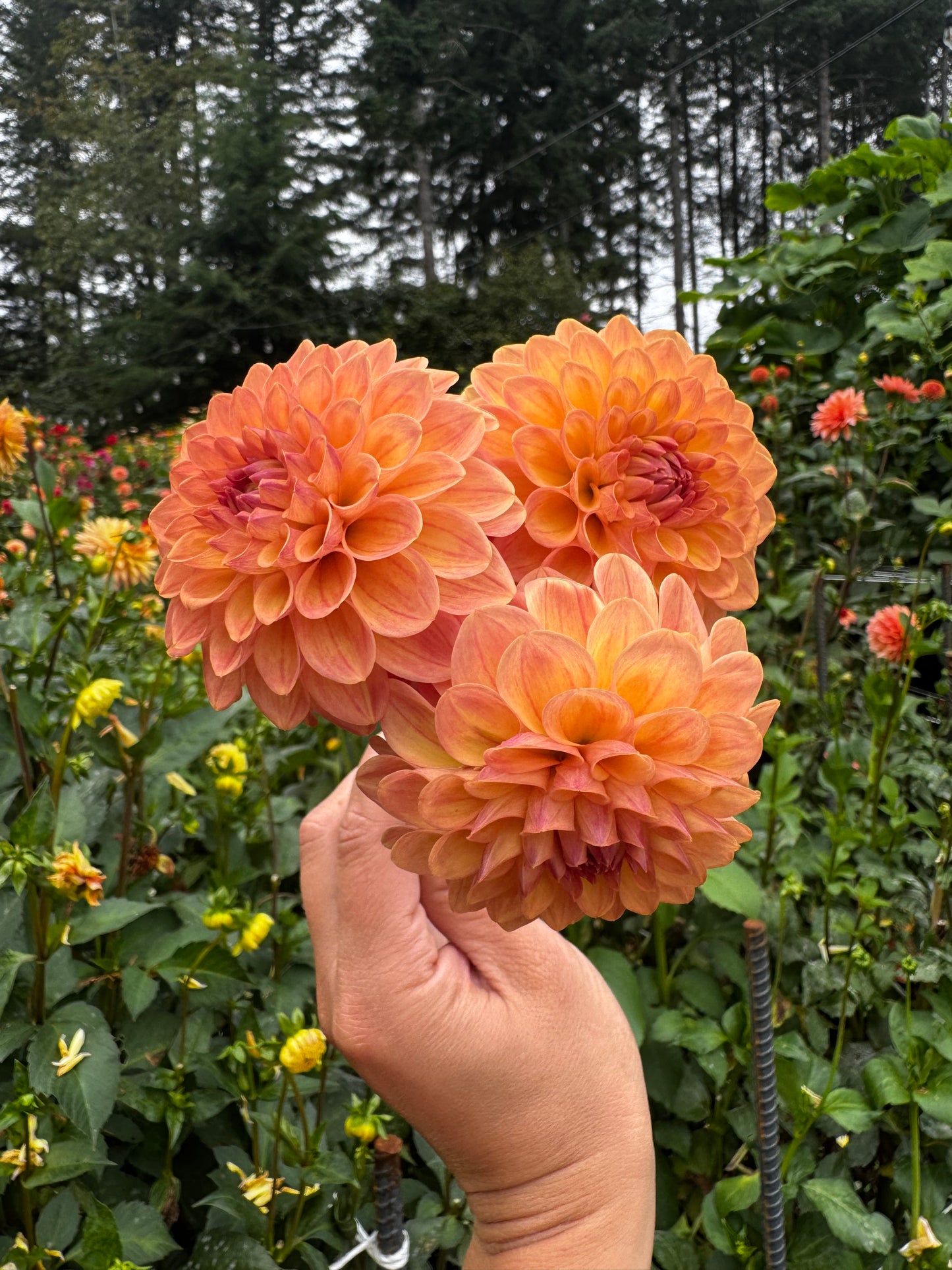 Lee’s Amber Drop Dahlia Tuber
