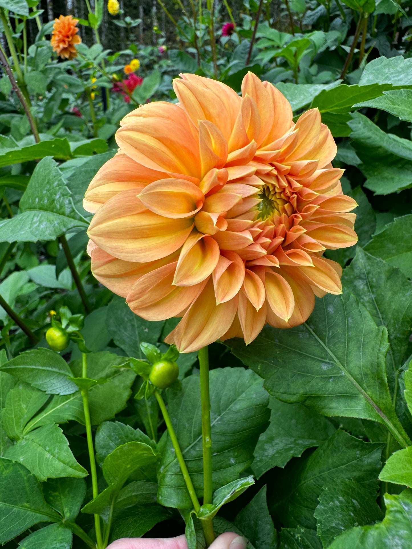 Bracken Palomino Dahlia Tuber