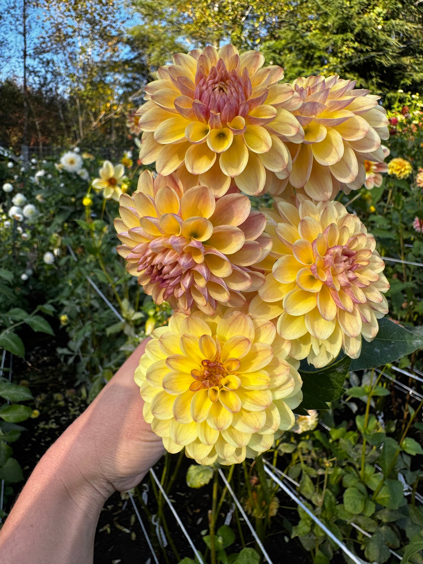 Coseytown Gale Dahlia Tuber