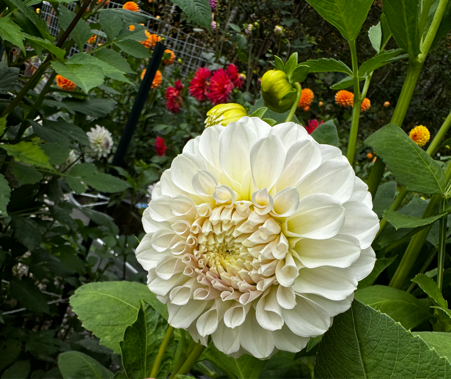 Irish Ruffles Dahlia Tuber