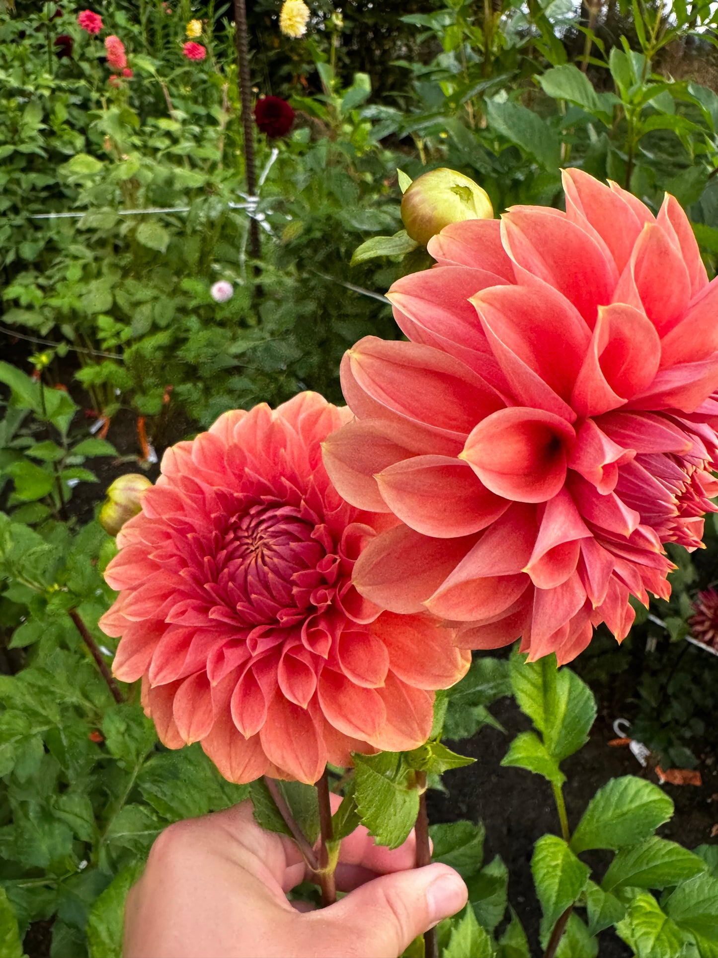 Hy Patti Dahlia Tuber