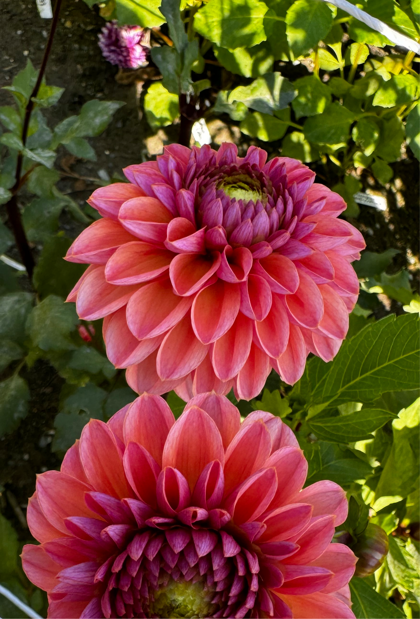 Daisy Duke Dahlia Tuber