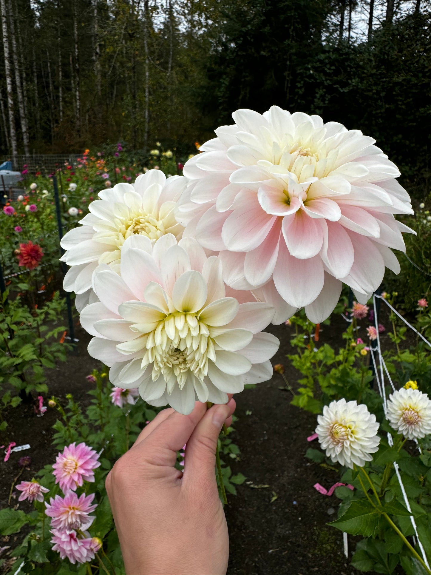 Daddy’s Girl Dahlia Tuber