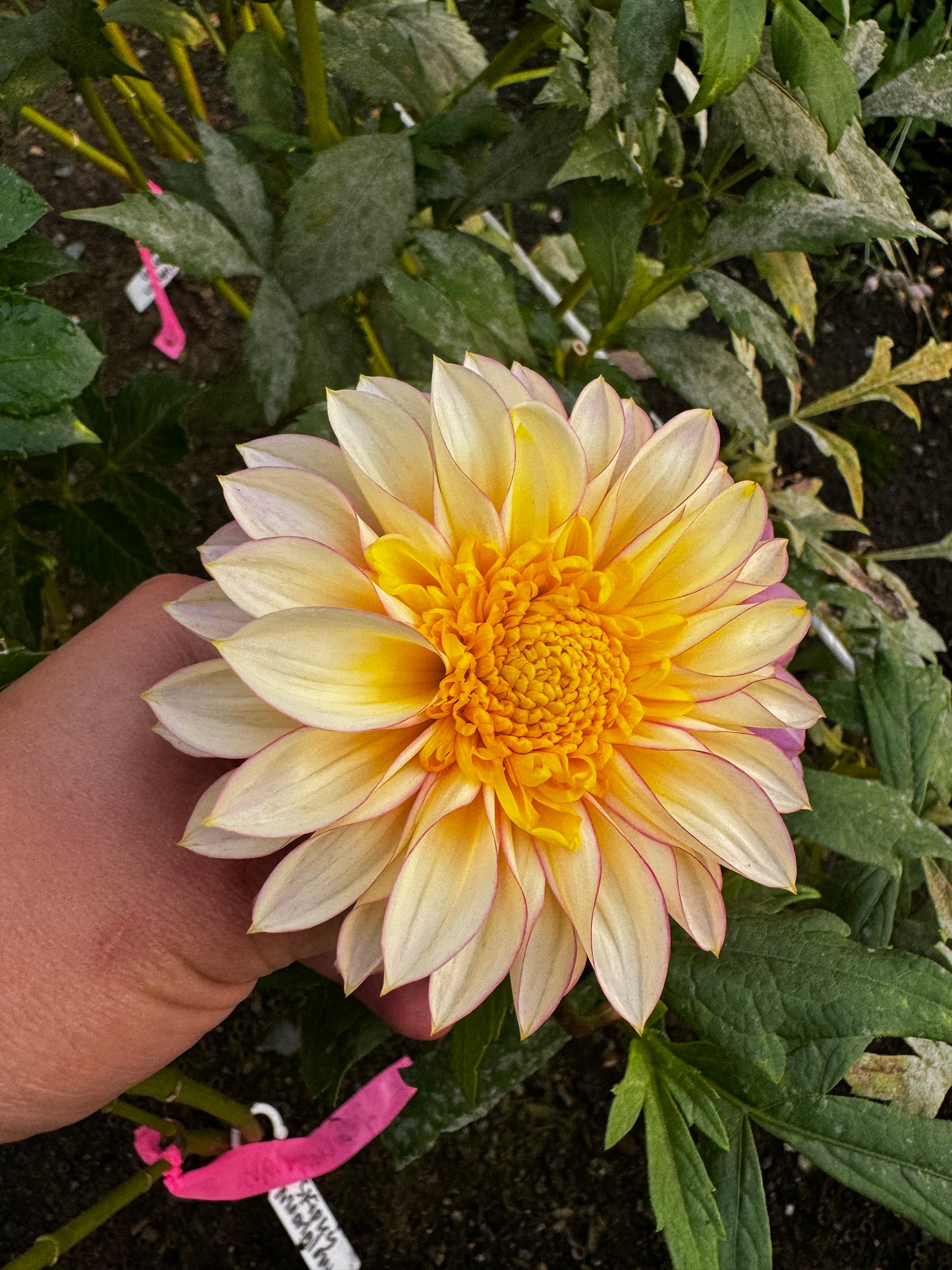 Polka Dahlia Tuber