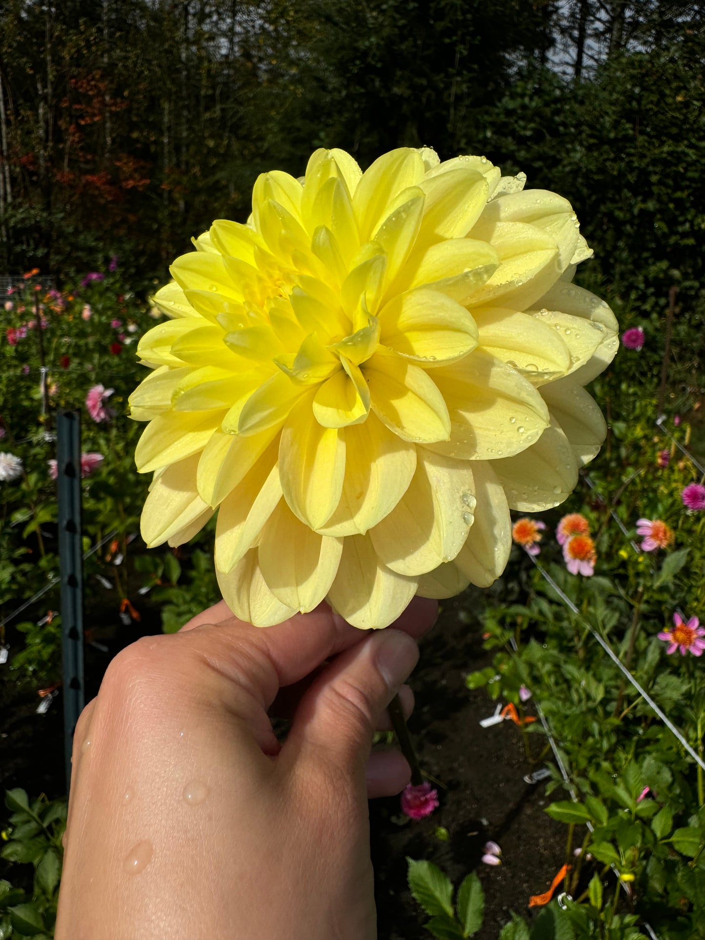 Sunkissed Dahlia Tuber