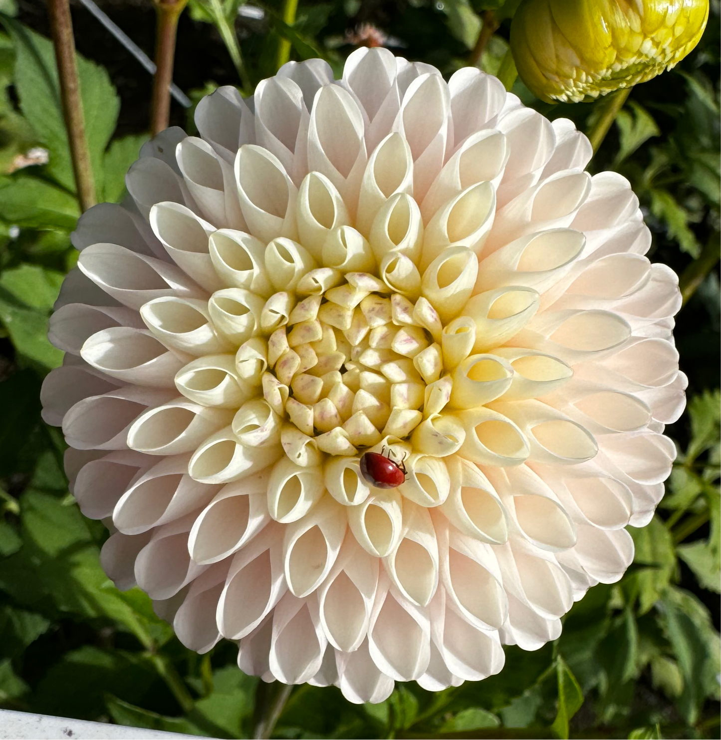 Camano Zoe Dahlia Tuber