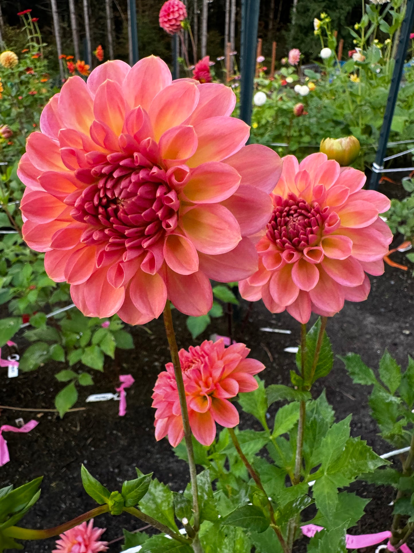 NTAC MIA Li Dahlia Tuber