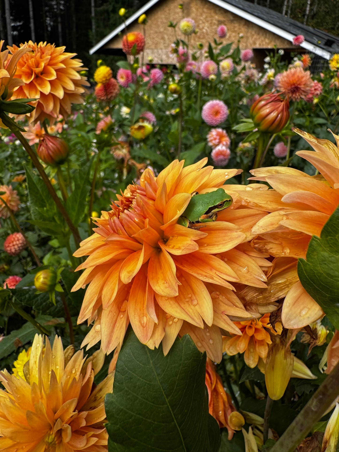 Verrone’s 14-30 Dahlia Tuber