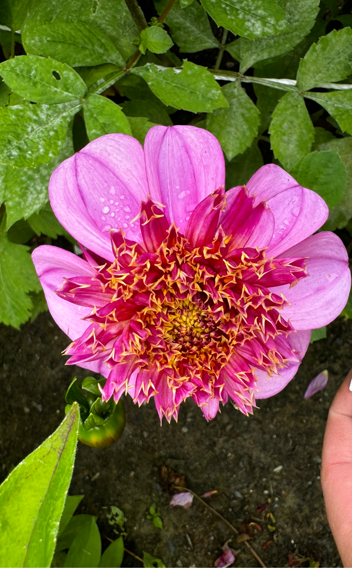 Dads Favorite Dahlia Tuber