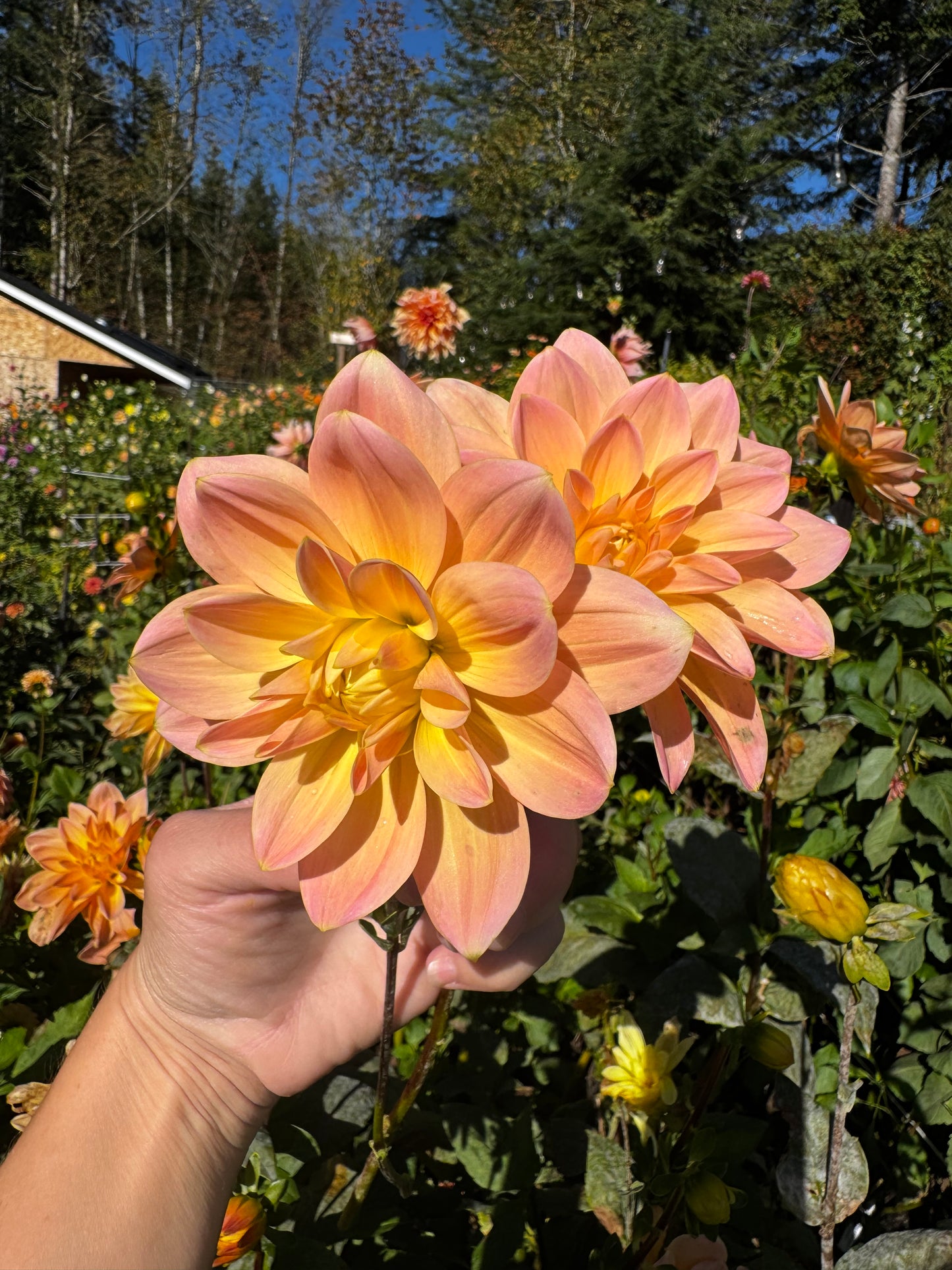 Kick Off Dahlia Tuber