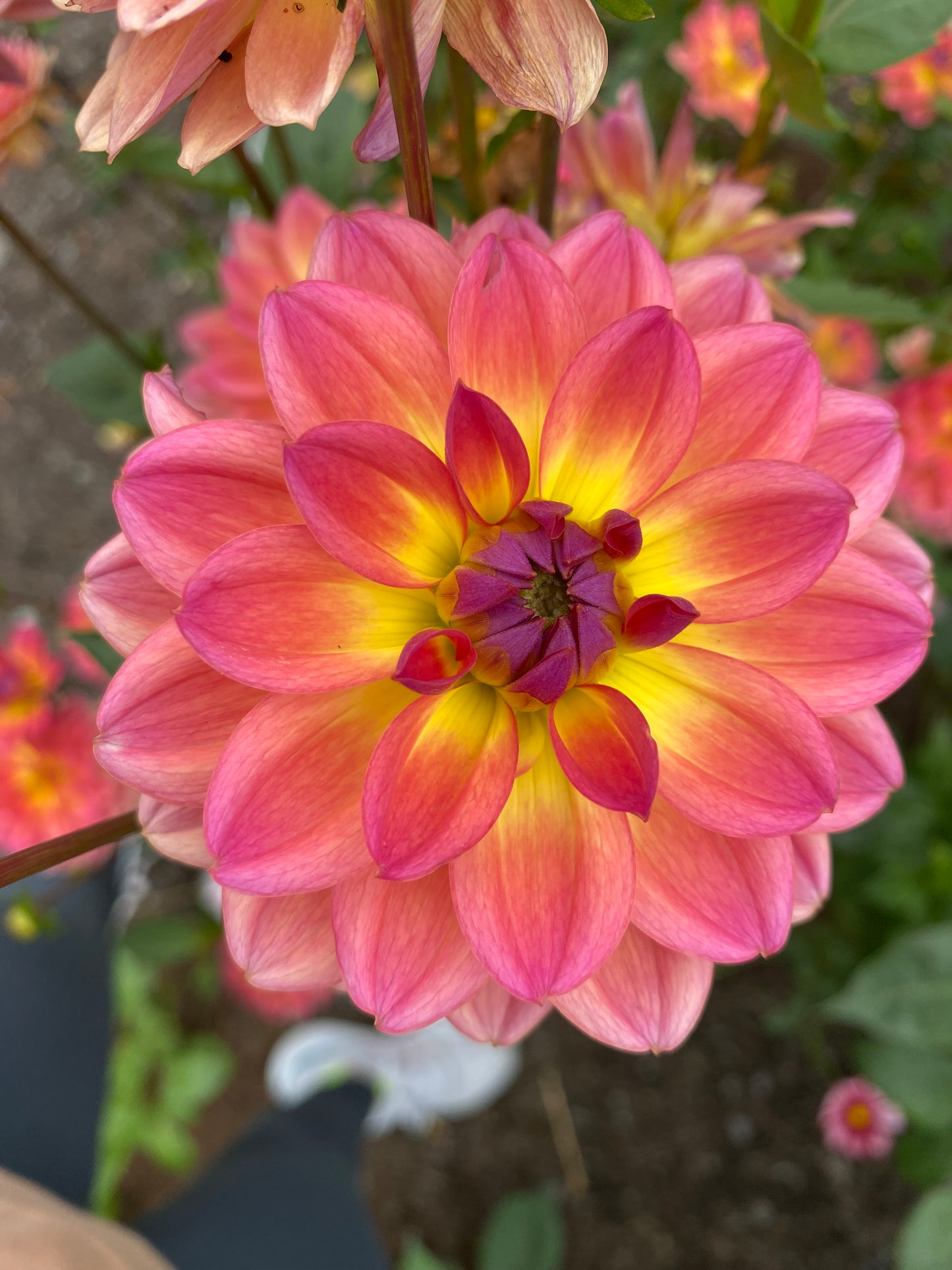 Pink Suffusion Dahlia Tuber