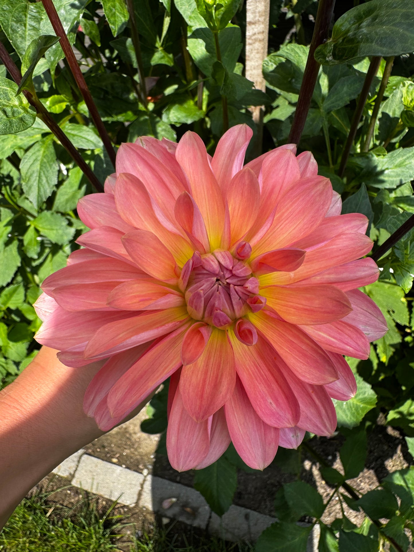Apricot Desire Dahlia Tuber
