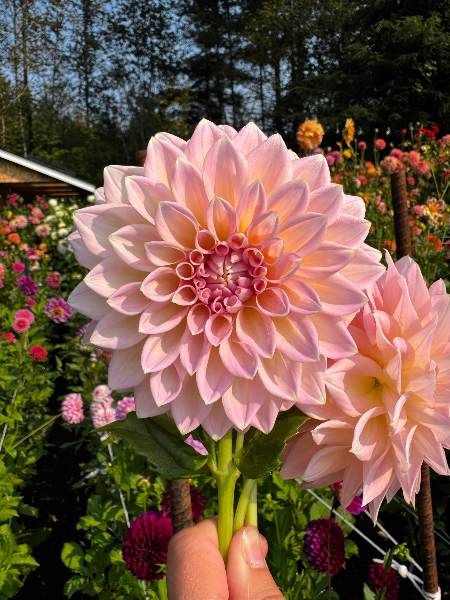 Castle Drive Dahlia Tuber