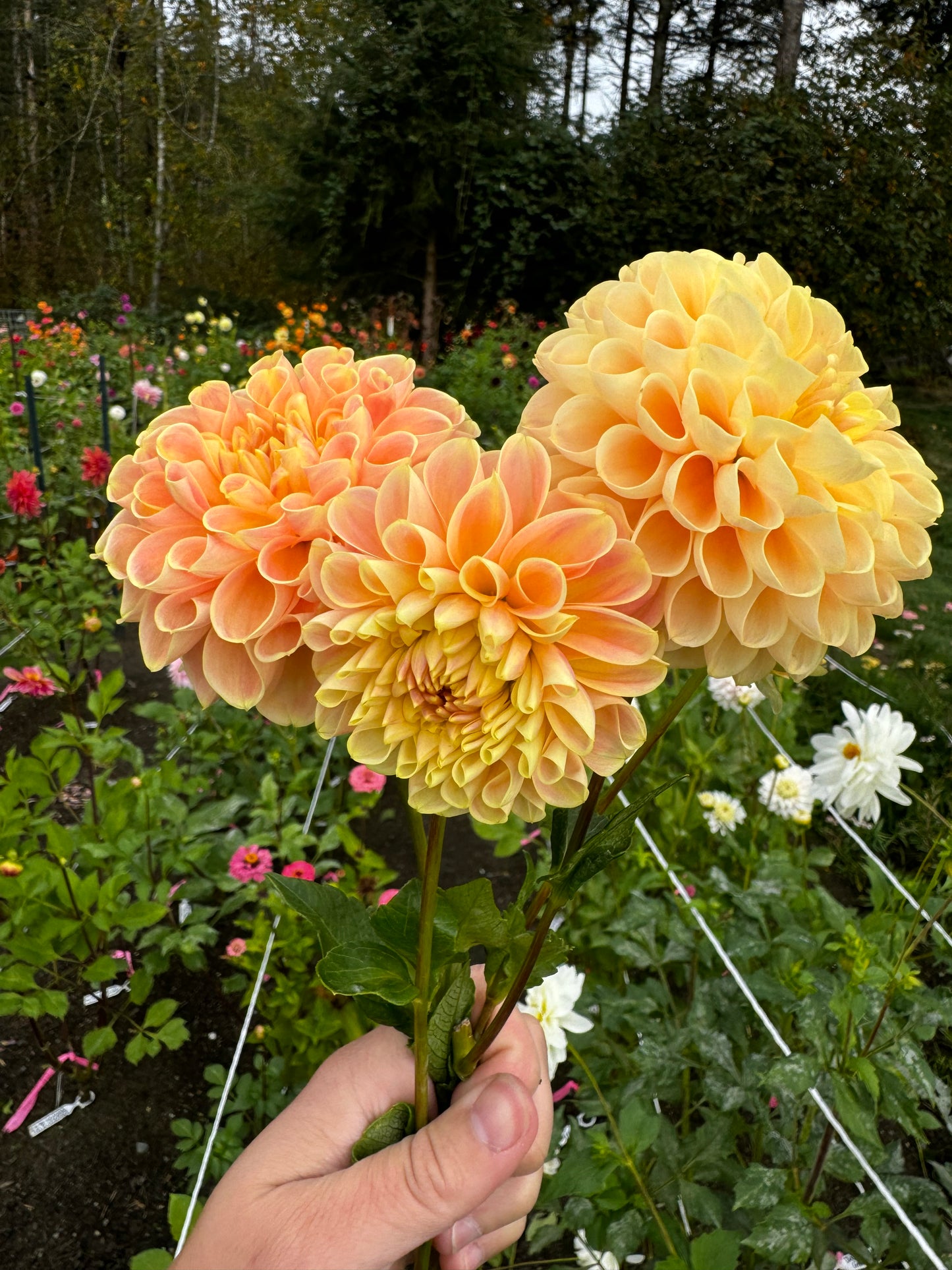 Crichton Honey Dahlia Tuber