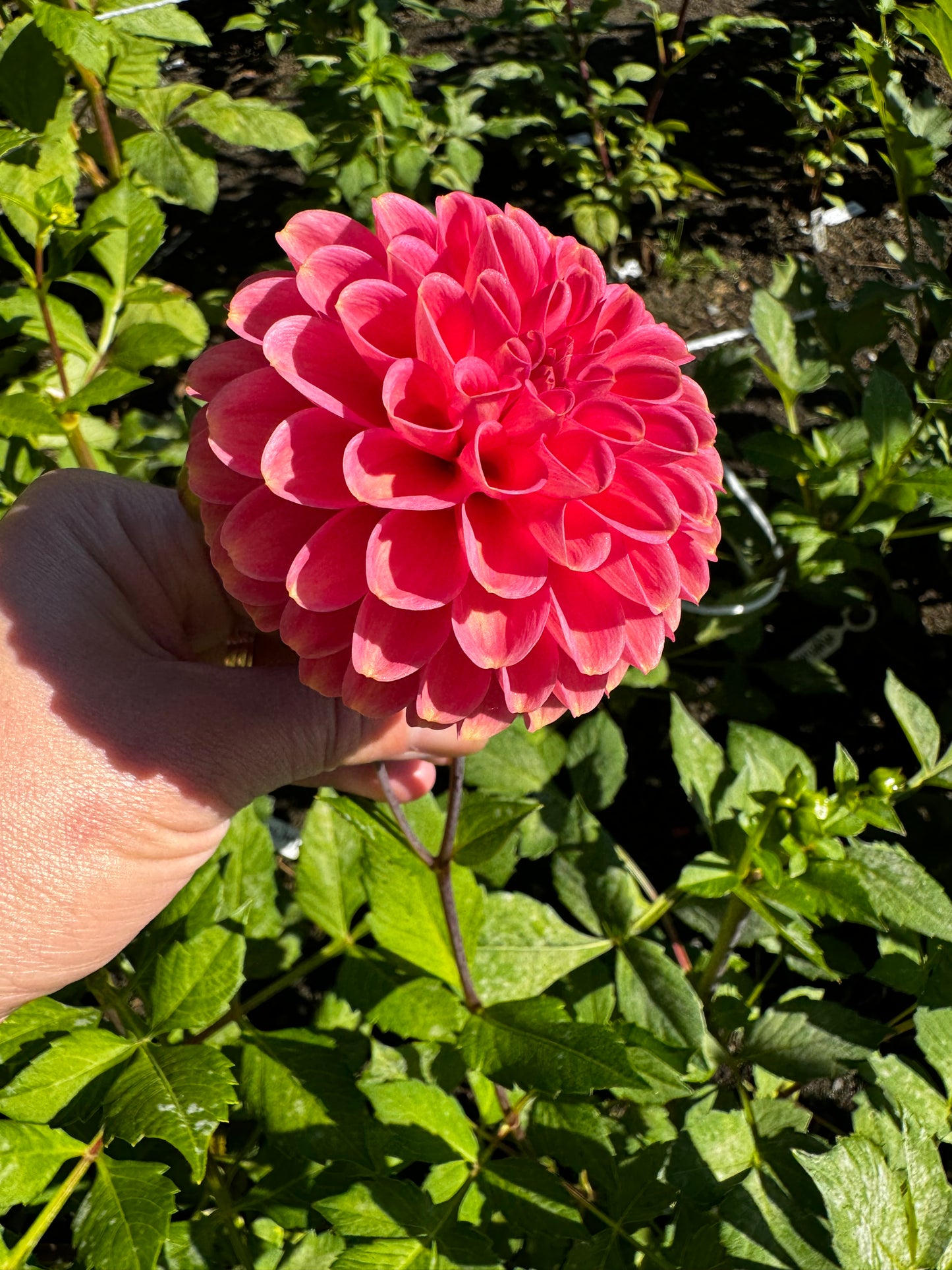 Zundert Mystery Fox Dahlia Tuber