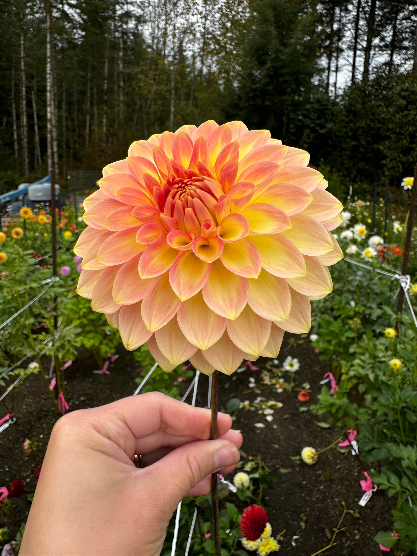 Oreti Adele Dahlia Tuber