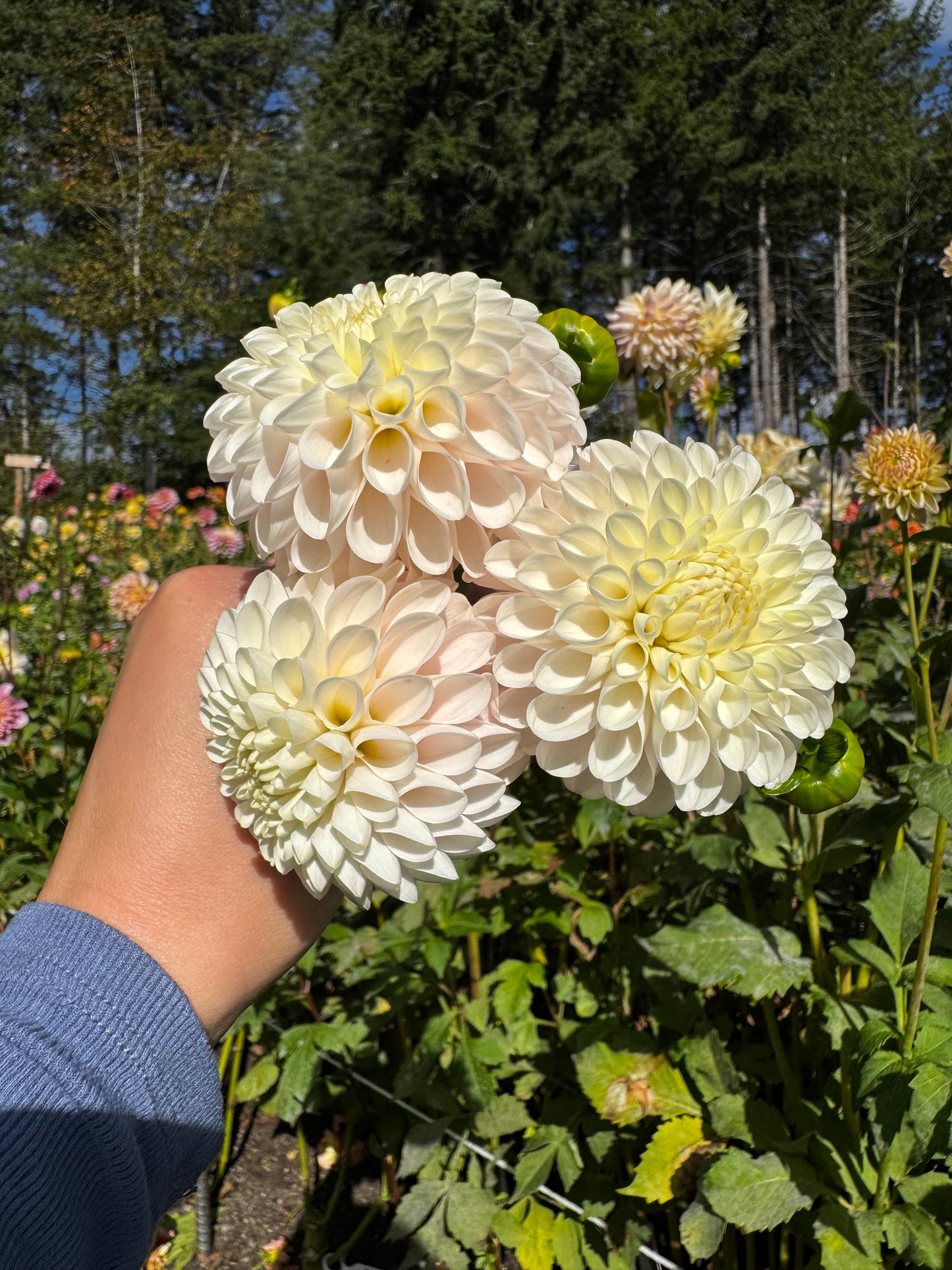 Camano Zoe Dahlia Tuber