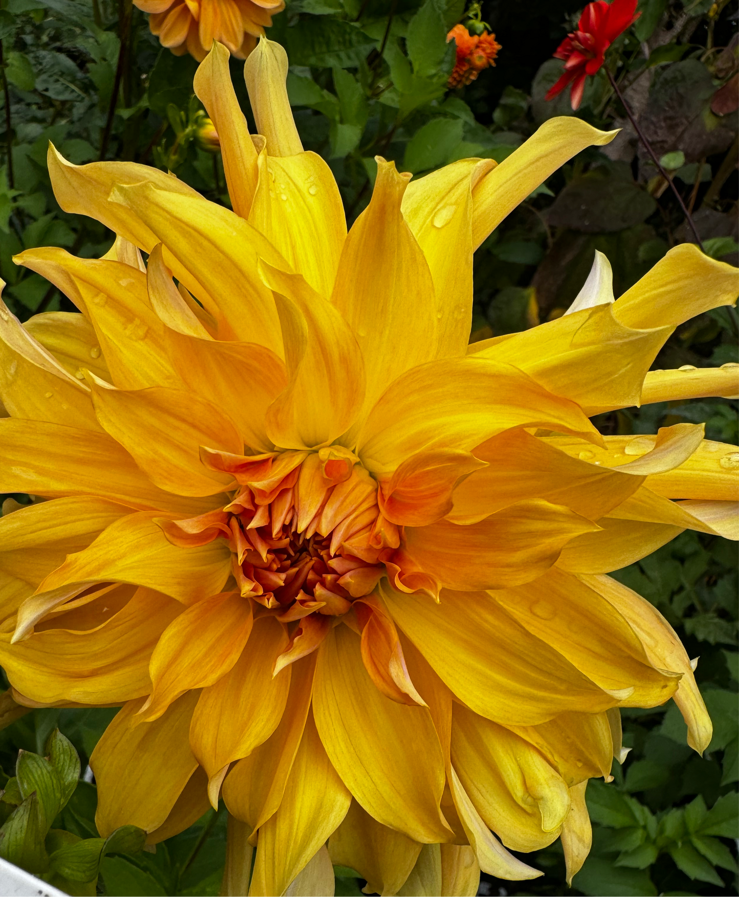 Big Brother Dahlia Tuber