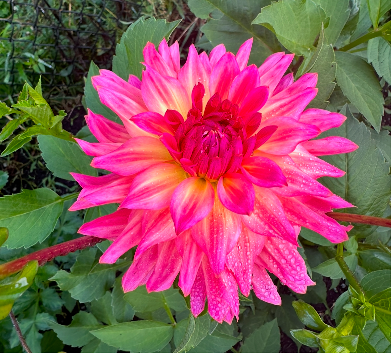 Just Peachy Dahlia Tuber