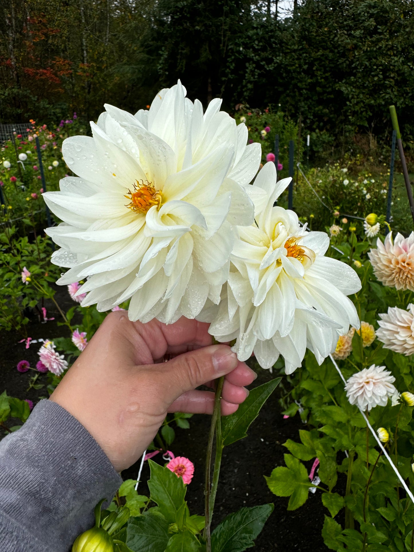 Carl Chilson Dahlia Tuber