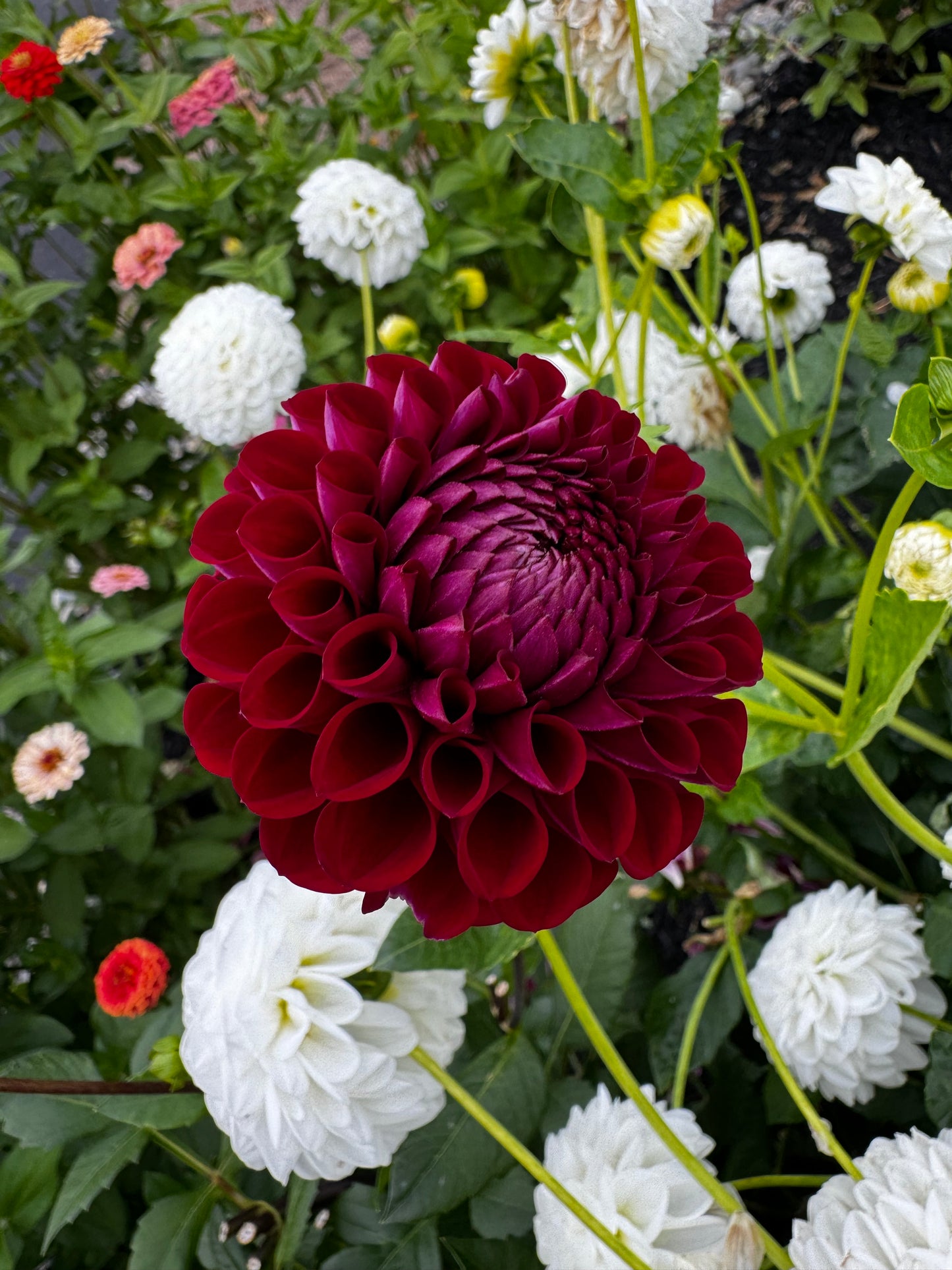 Ivanetti Dahlia Tuber