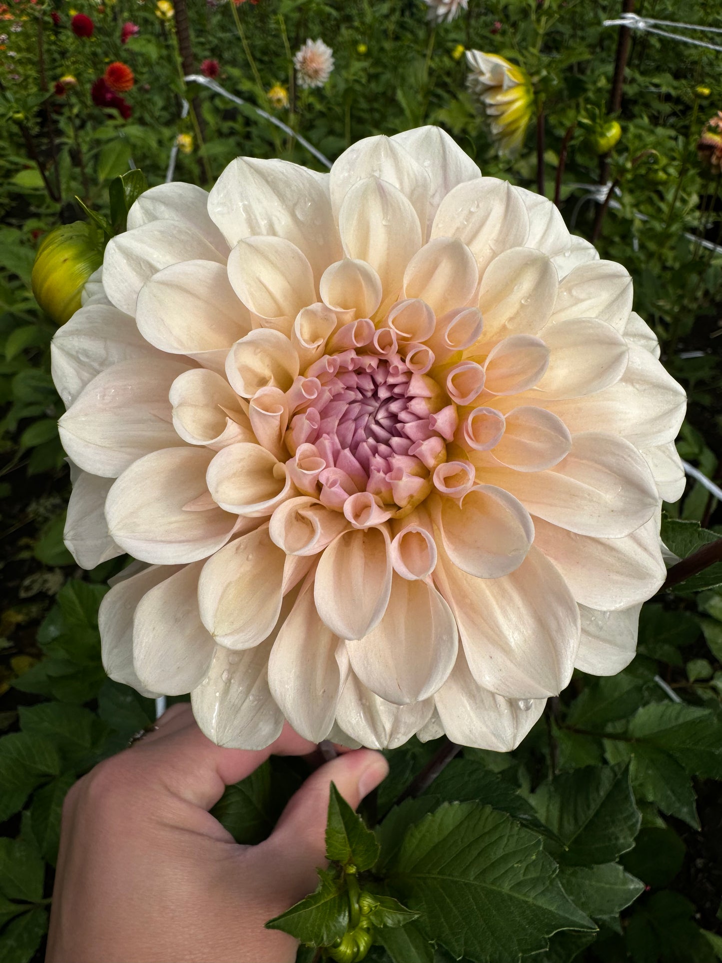 Sweet Nathalie Dahlia Tuber